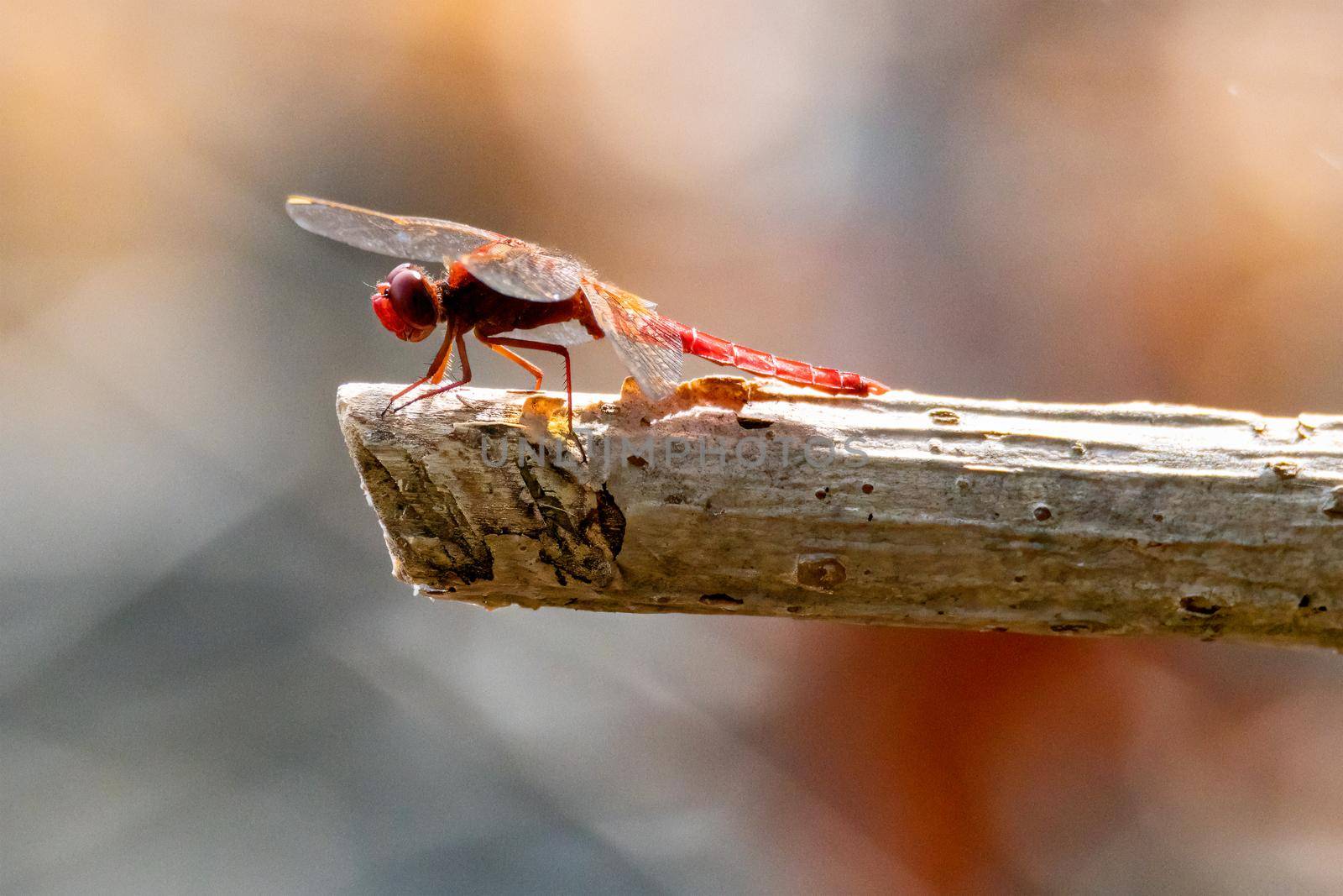 Cardinal Venerossa dragonfly perched on a branch by carfedeph