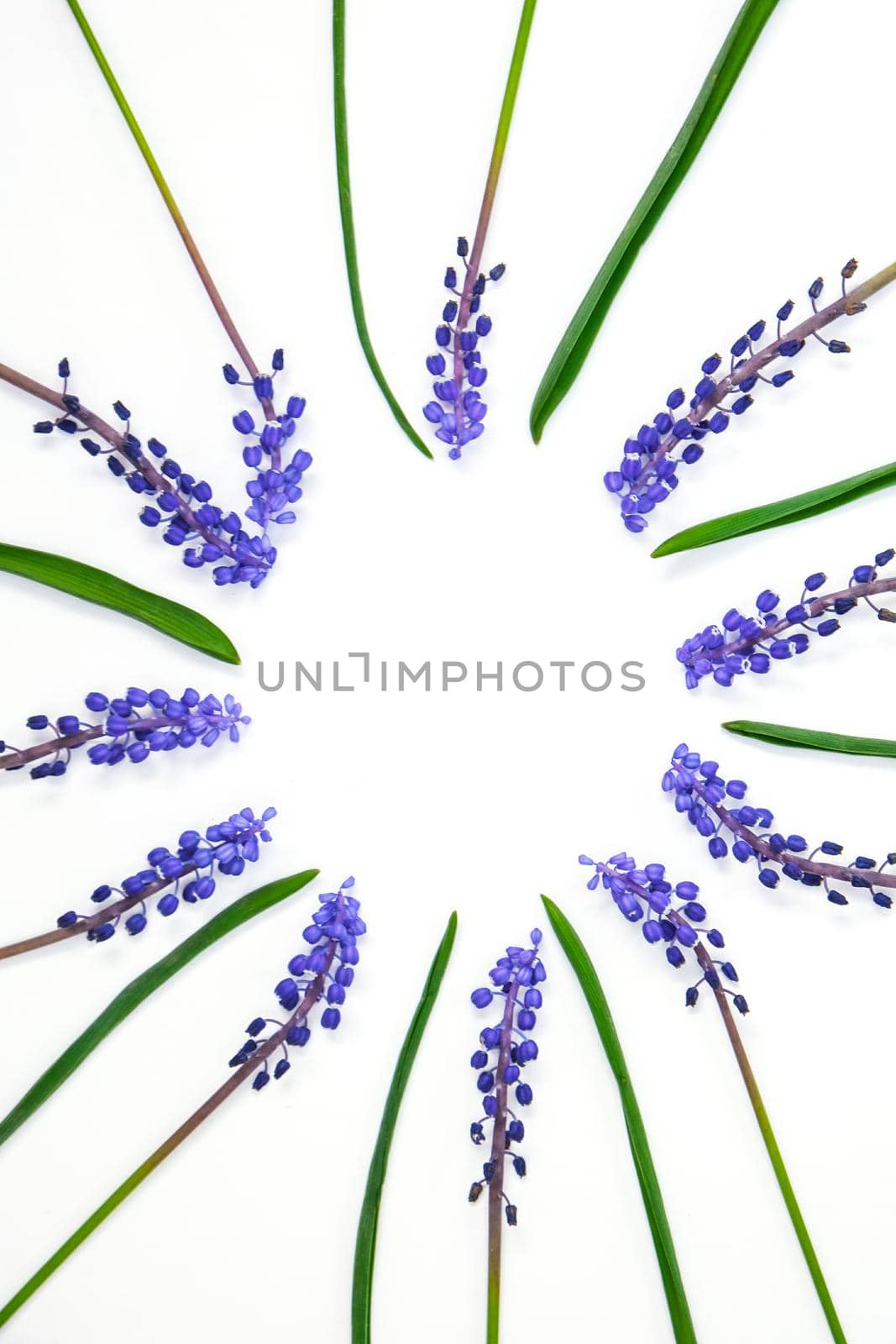 Postcard layout. Flat lay, top view. Blue hyacinths in row circle shape and copy space for text. Greeting card for holiday. Grape Hyacinth Muscari by anna_stasiia