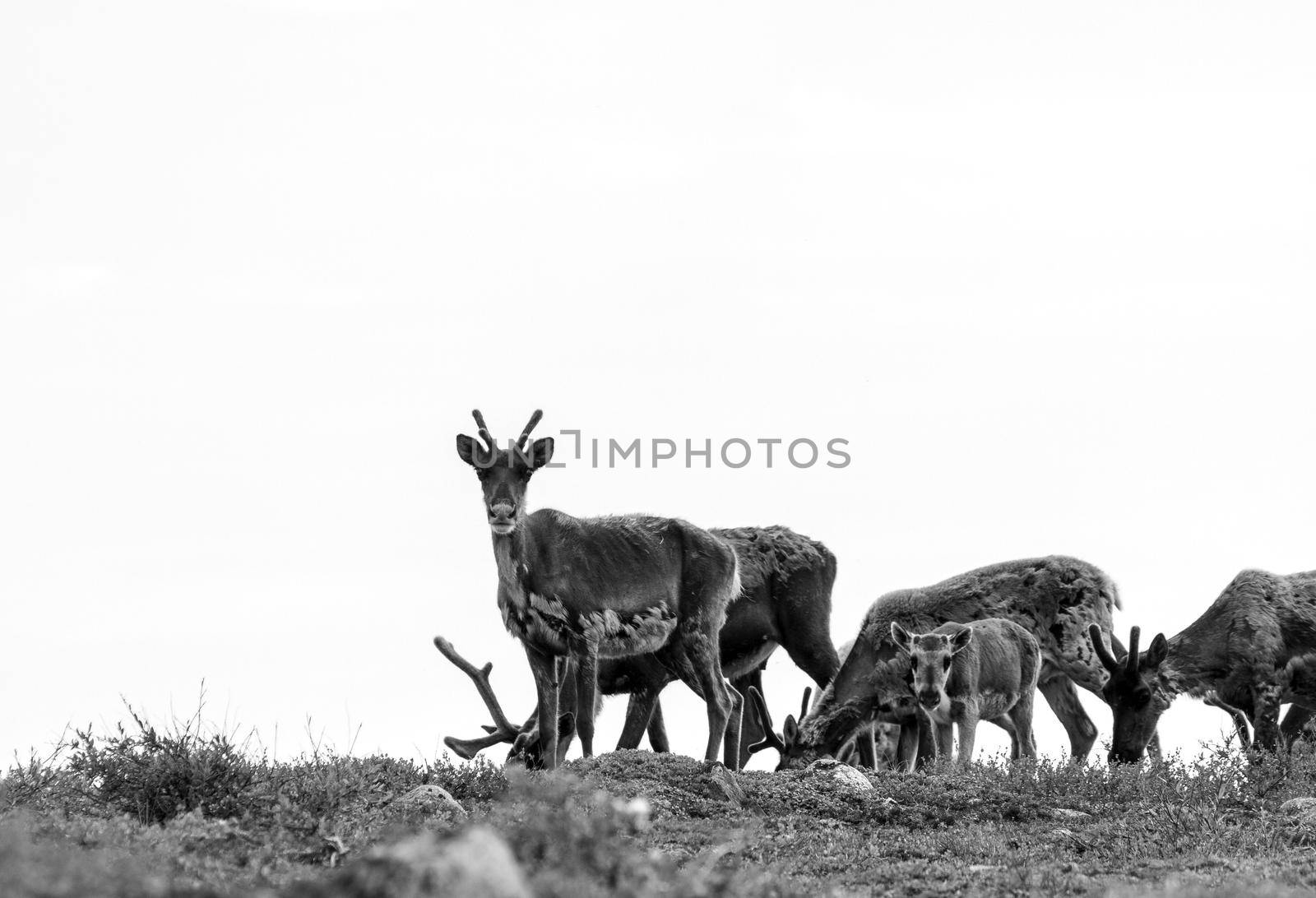 Black and white photo of Qamanirjuaq barren-ground caribou grazing while migrating to their summer home on the arctic tundra in Nunavut by Granchinho