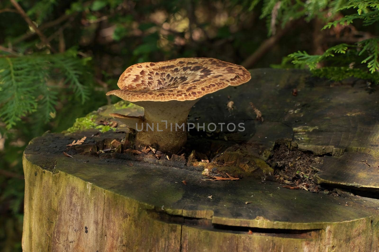 Polyporus squamosus Bracket Fungus Growing on Top of Tree Stump. A wild Edible Fungus by markvandam