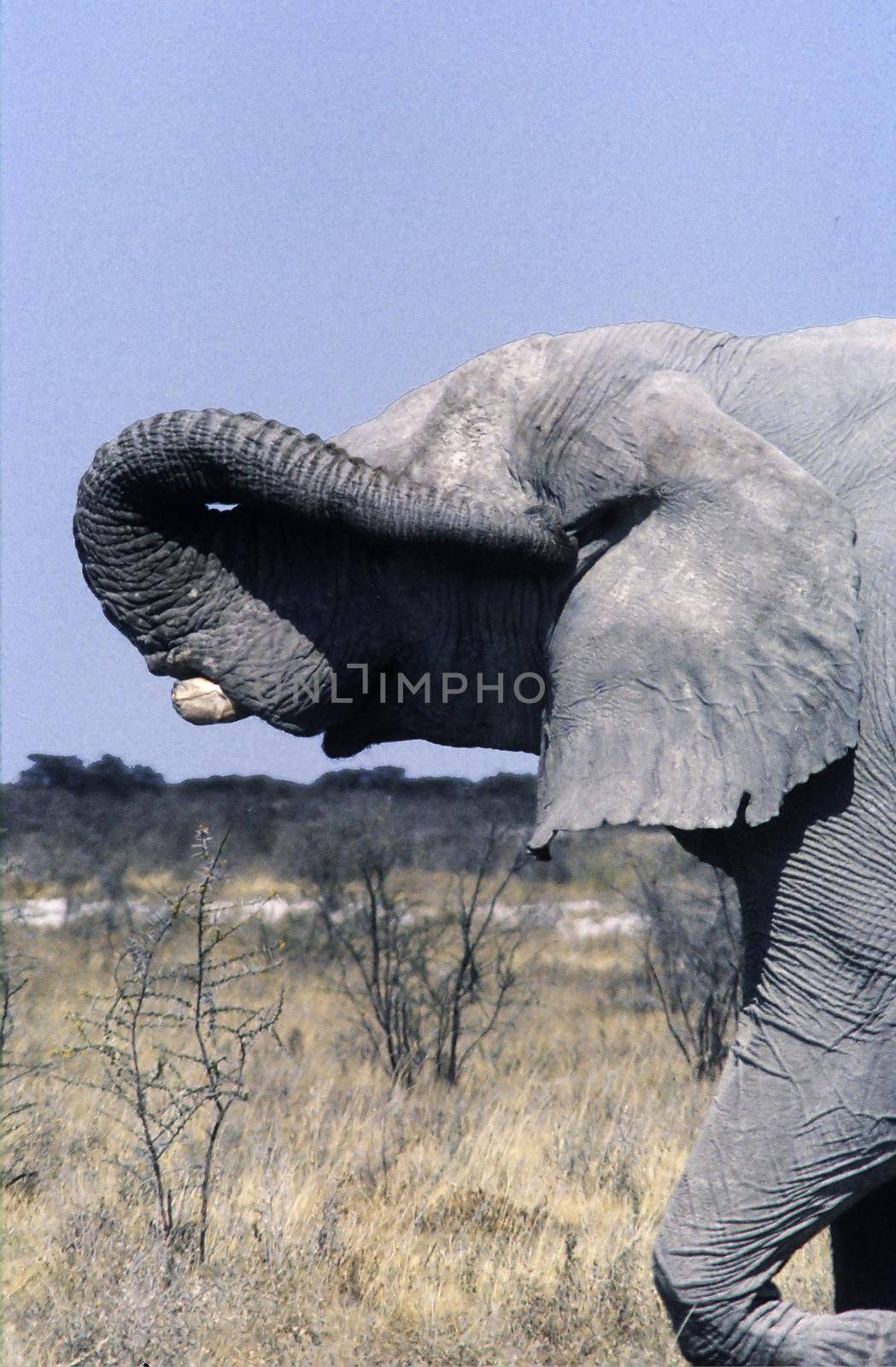 Elephant (Loxodonta africana) taken in the etosha national park, Namibia, Africa