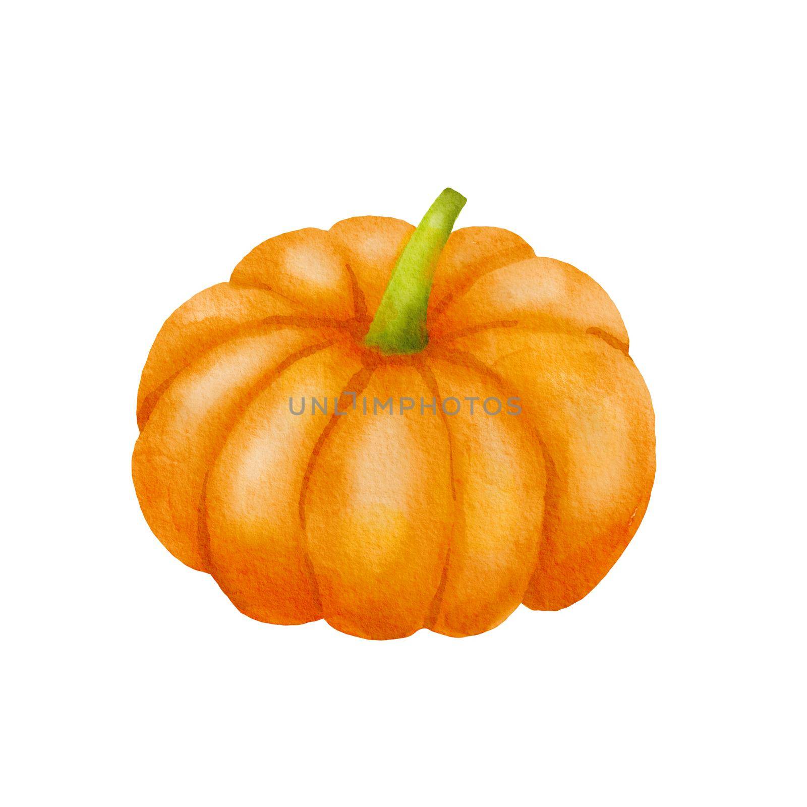 Watercolor Pumpkin. Hand drawn painting autumn vegetable isolated on white background. Fall harvest. Vegetarian raw food by ElenaPlatova