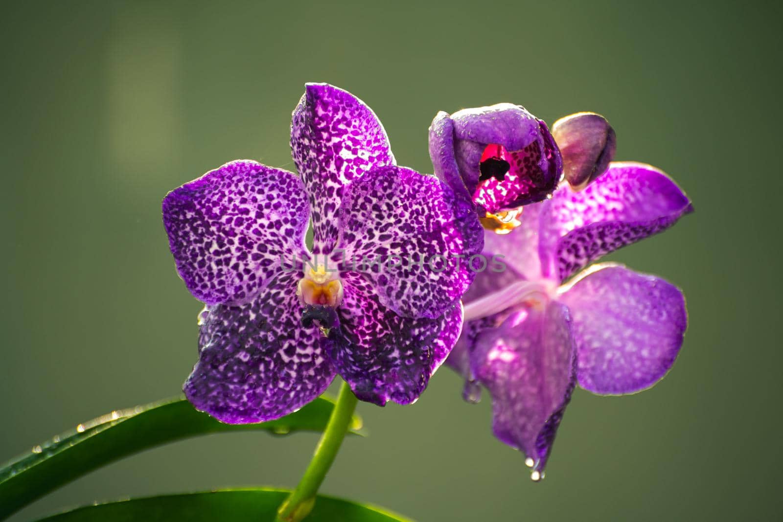 Purple orchid flowers close up photo, morning dew in the large petals against soft yellowish bokeh background, by nilanka