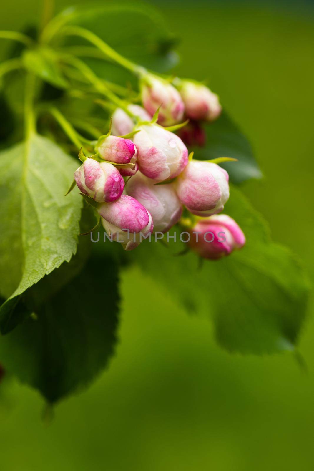 Blooming apple tree in spring after rain by Lobachad