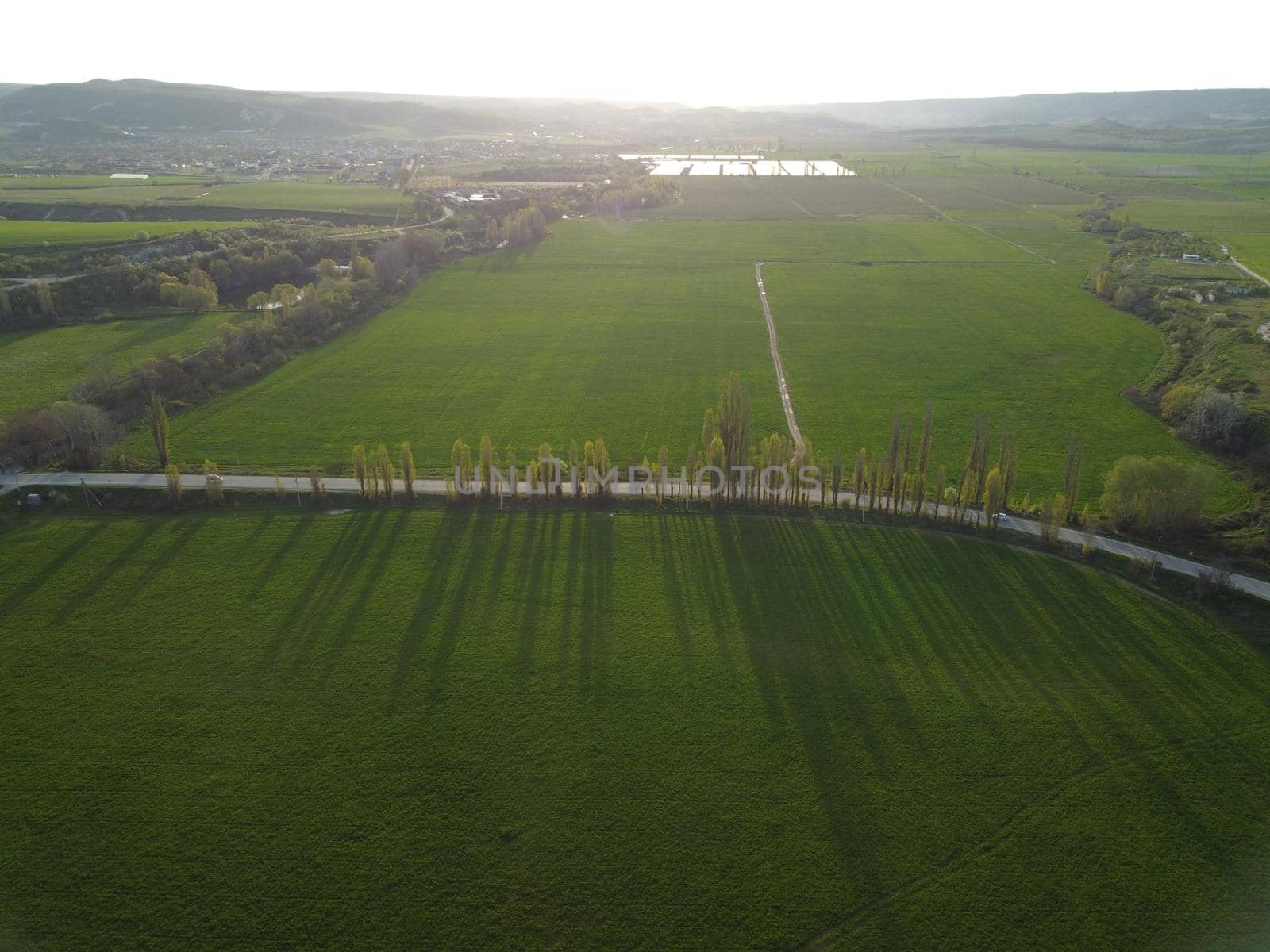 Green wheat field in countryside, close up. Field of wheat blowing in the wind at sunny spring day. Young and green Spikelets. Ears of barley crop in nature. Agronomy, industry and food production