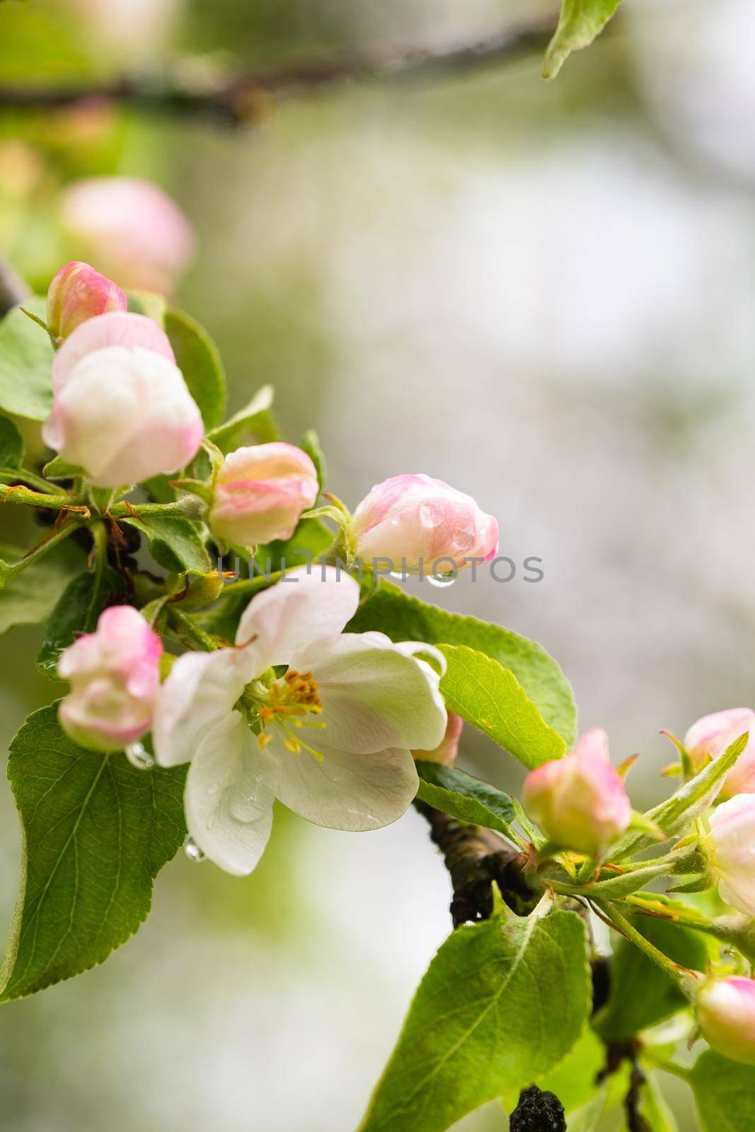 Blooming apple tree in spring after rain.