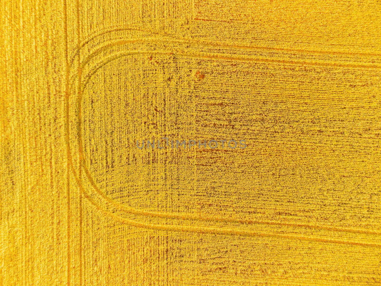 Green wheat field in countryside, close up. Field of wheat blowing in the wind at sunny spring day. Young and green Spikelets. Ears of barley crop in nature. Agronomy, industry and food production