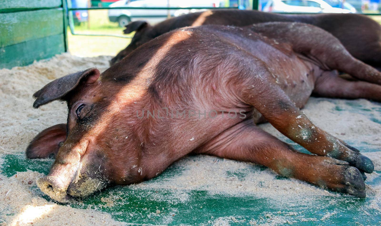 Pig nose in the paddock. Funny village scene with a pig. Farming banner. Pink skin of a small pig. Cute farm animals close-up.