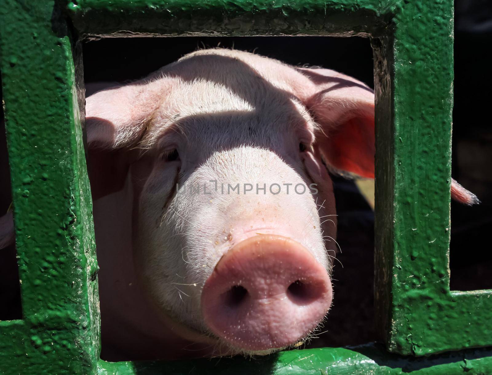 Pig nose in the paddock. Funny village scene with a pig. Farming banner. Pink skin of a small pig. Cute farm animals close-up.