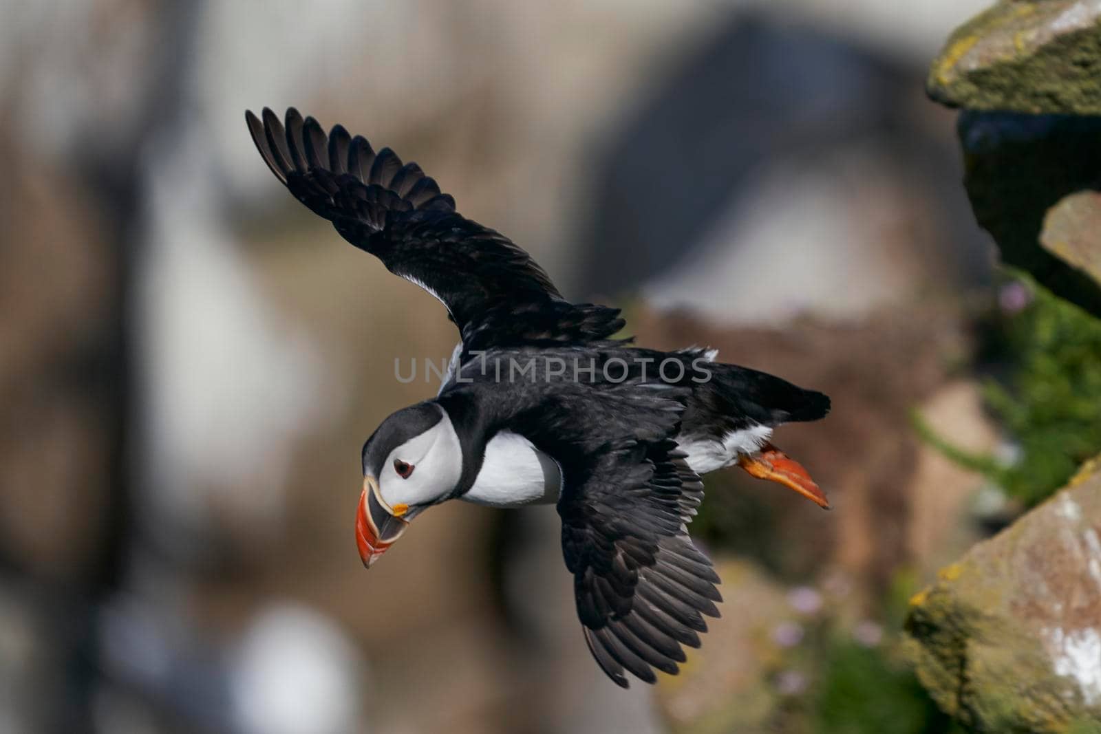 Puffin in flight by JeremyRichards