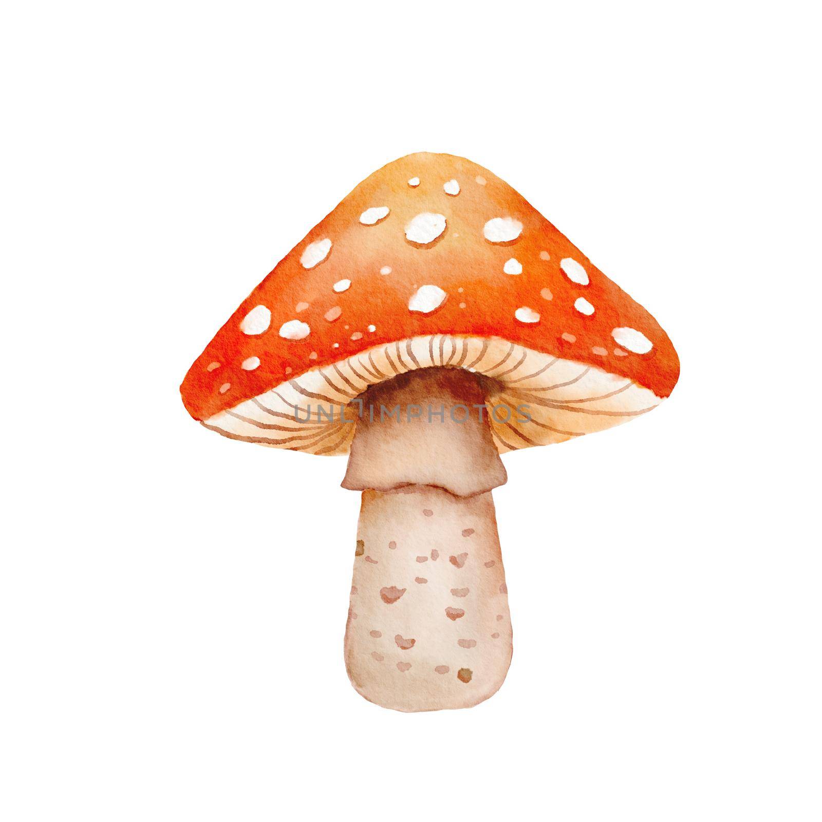 Watercolor illustration with Fly agaric mushroom. Hand drawn poison fungi. Forest cute mushroom isolated on white background by ElenaPlatova