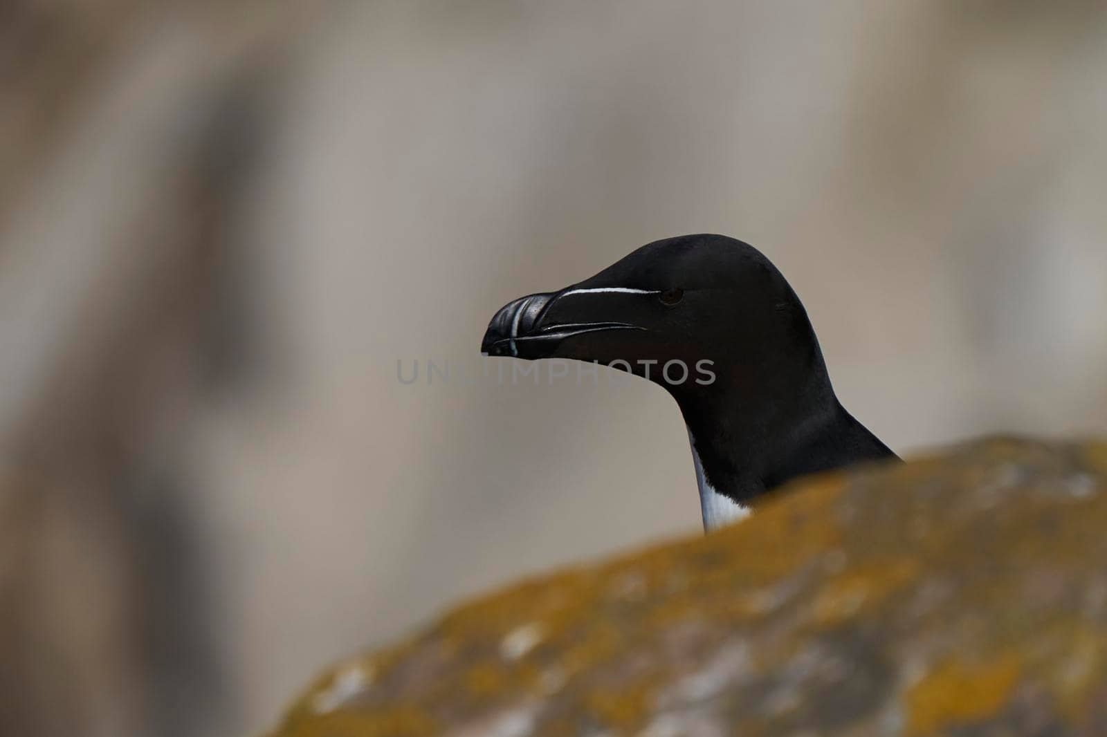 Razorbill (Alca torda) on a cliff during the breeding season on Great Saltee Island off the coast of Ireland.