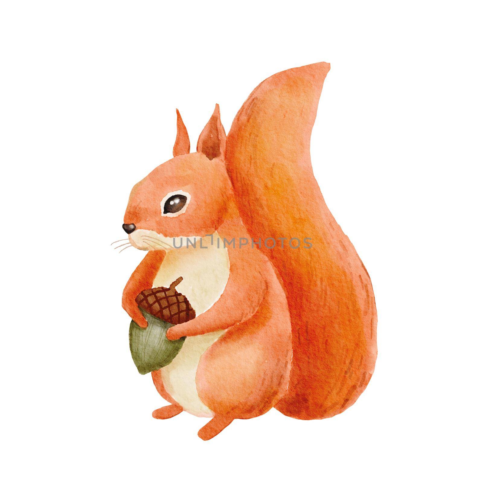 Illustration of watercolor cute red squirrel. Hand drawn character forest animal isolated on white background. Woodland fall illustration by ElenaPlatova
