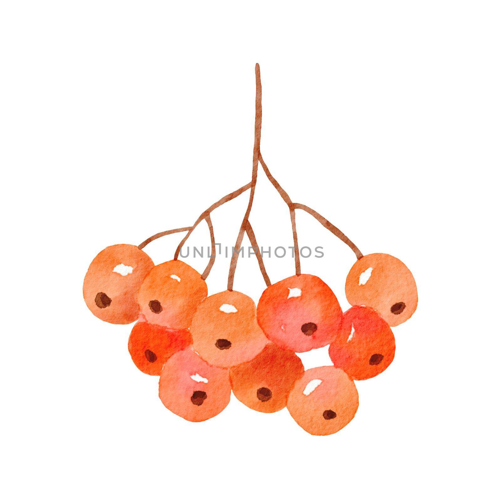 Watercolor illustration of rowan. Bright red branch with berries. Hand drawn fall plant isolated on white background by ElenaPlatova