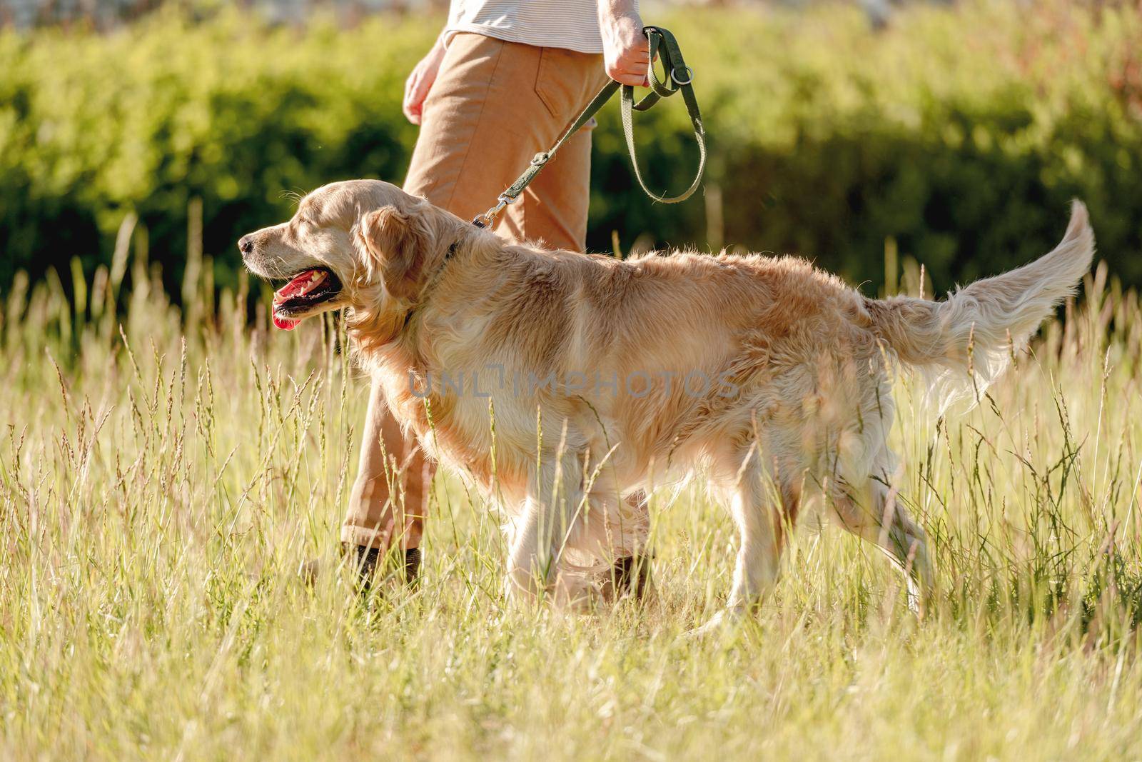 Rear view of man walking golden retriever in sunny nature