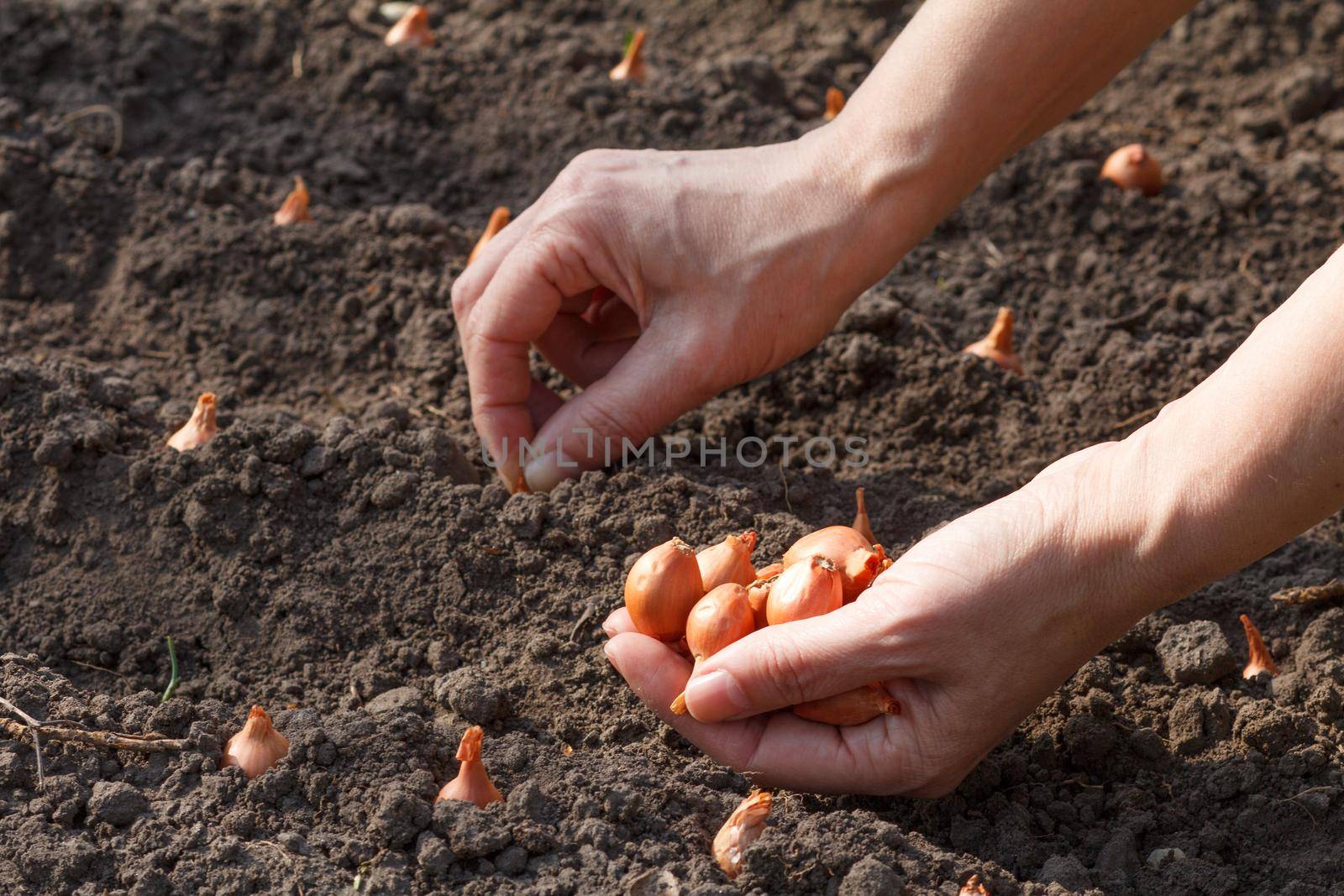 Close up hands of female gardener is planting small onion in the garden. Cultivation of vegetables