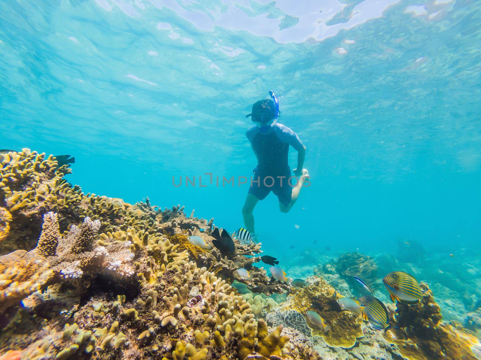 Man snorkeling underwater on a reef with soft coral and tropical fish.