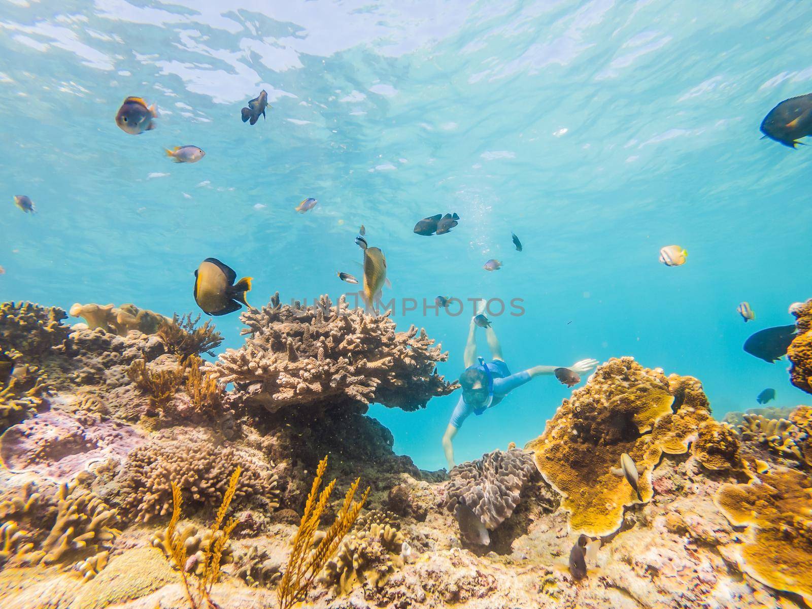 Man snorkeling underwater on a reef with soft coral and tropical fish.