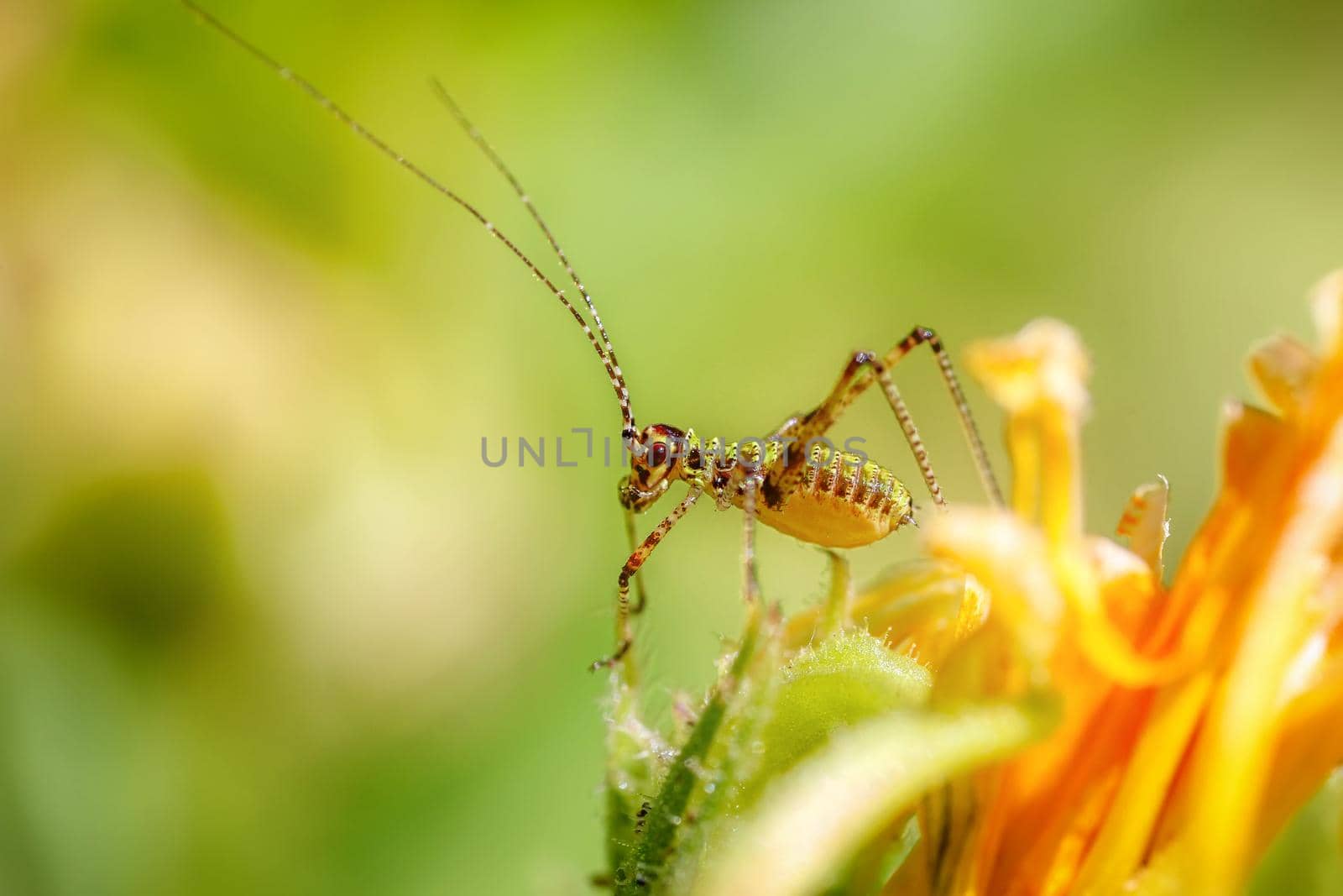 Amazing macro of a small colorful grasshopper on a yellow flower. Close up