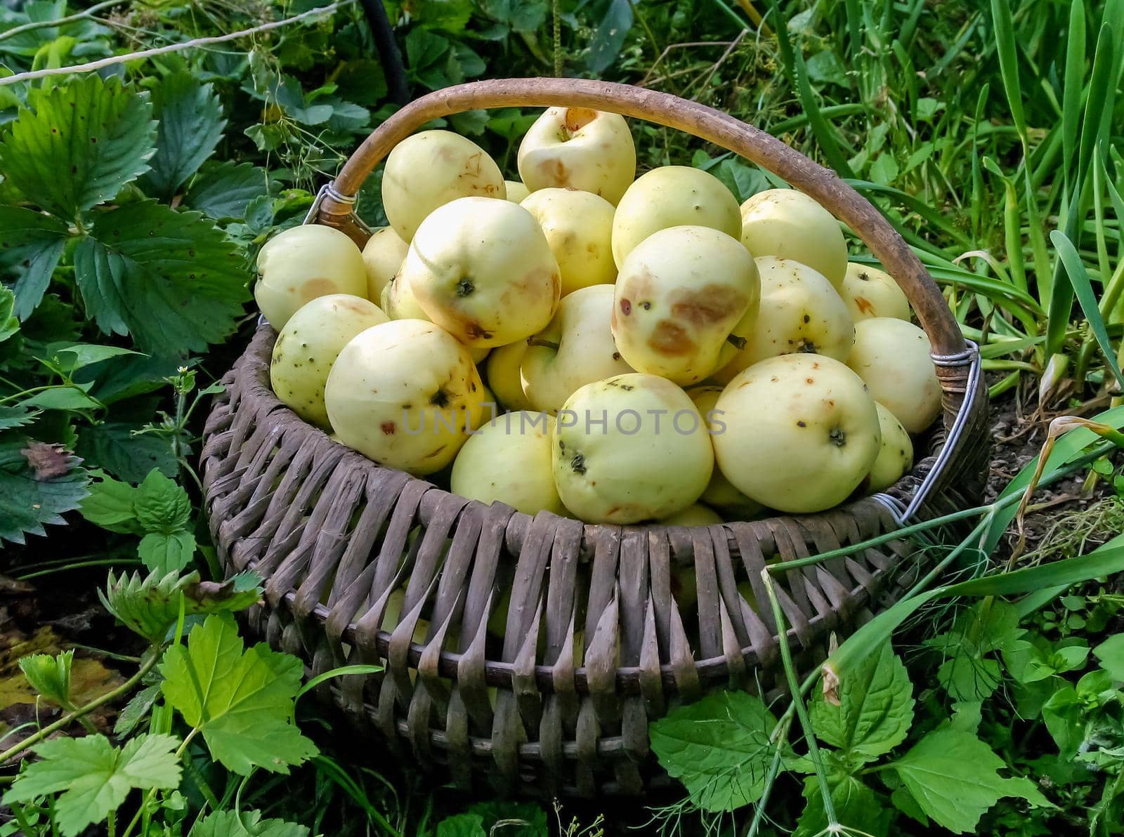 Healthy organic apples in a basket on a background of green grass.