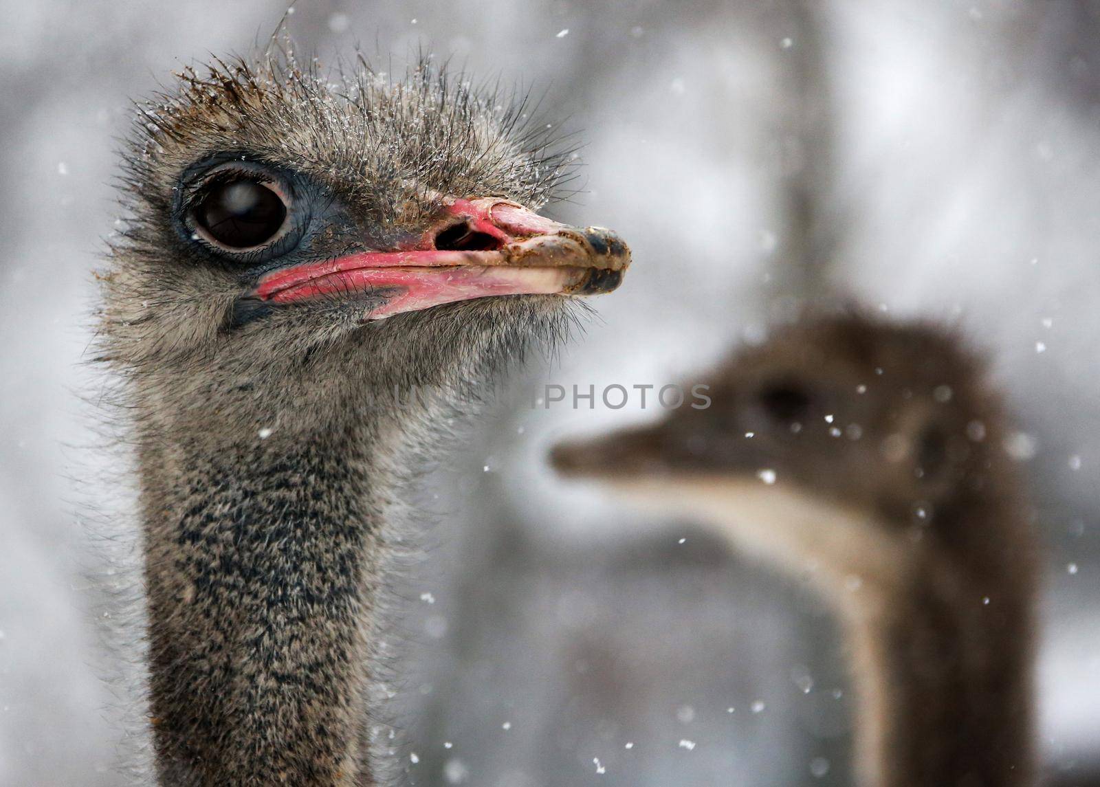Portrait of a smiling ostrichostrich bird head and neck front portrait in a winter park