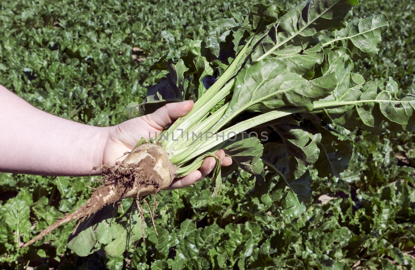 A large field of sugar beet with large cumulus clouds in the blue sky.