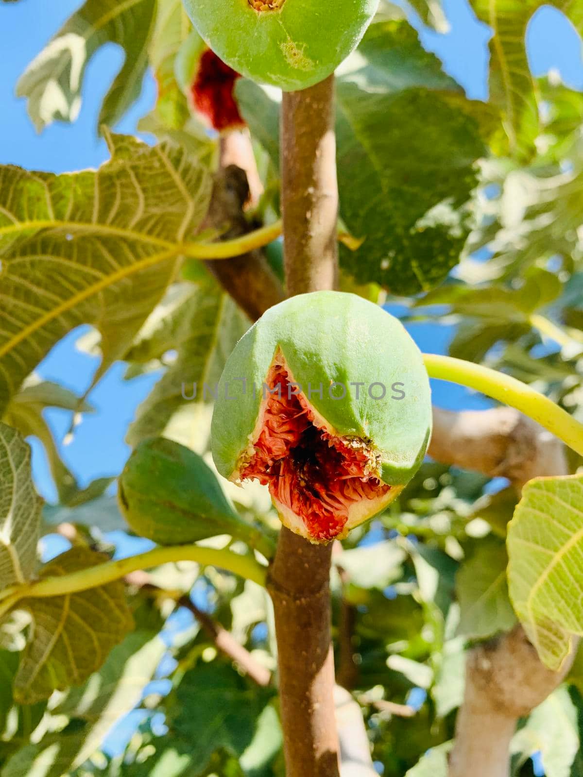 Rape fig fruits growing on a branch tree