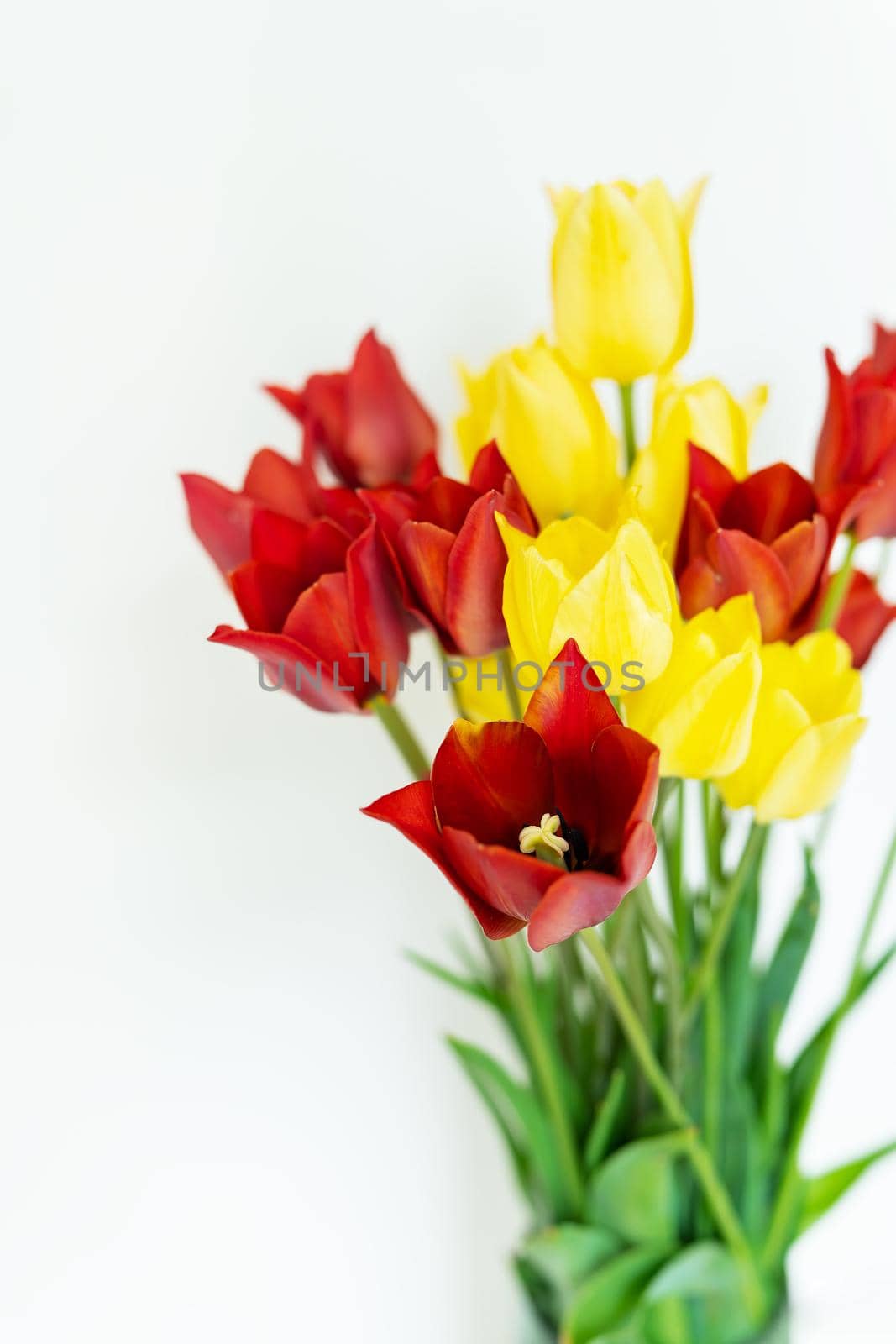 Bouquet of fresh red-yellow tulips on a white background with copy space. Place for an inscription