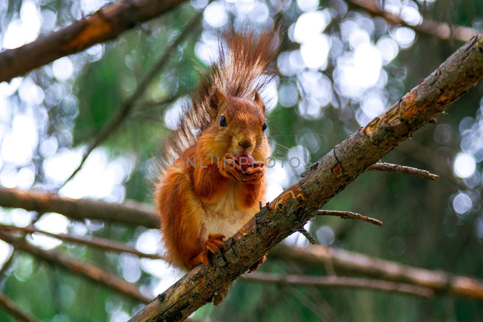 Red squirrel eats a nut by Nobilior