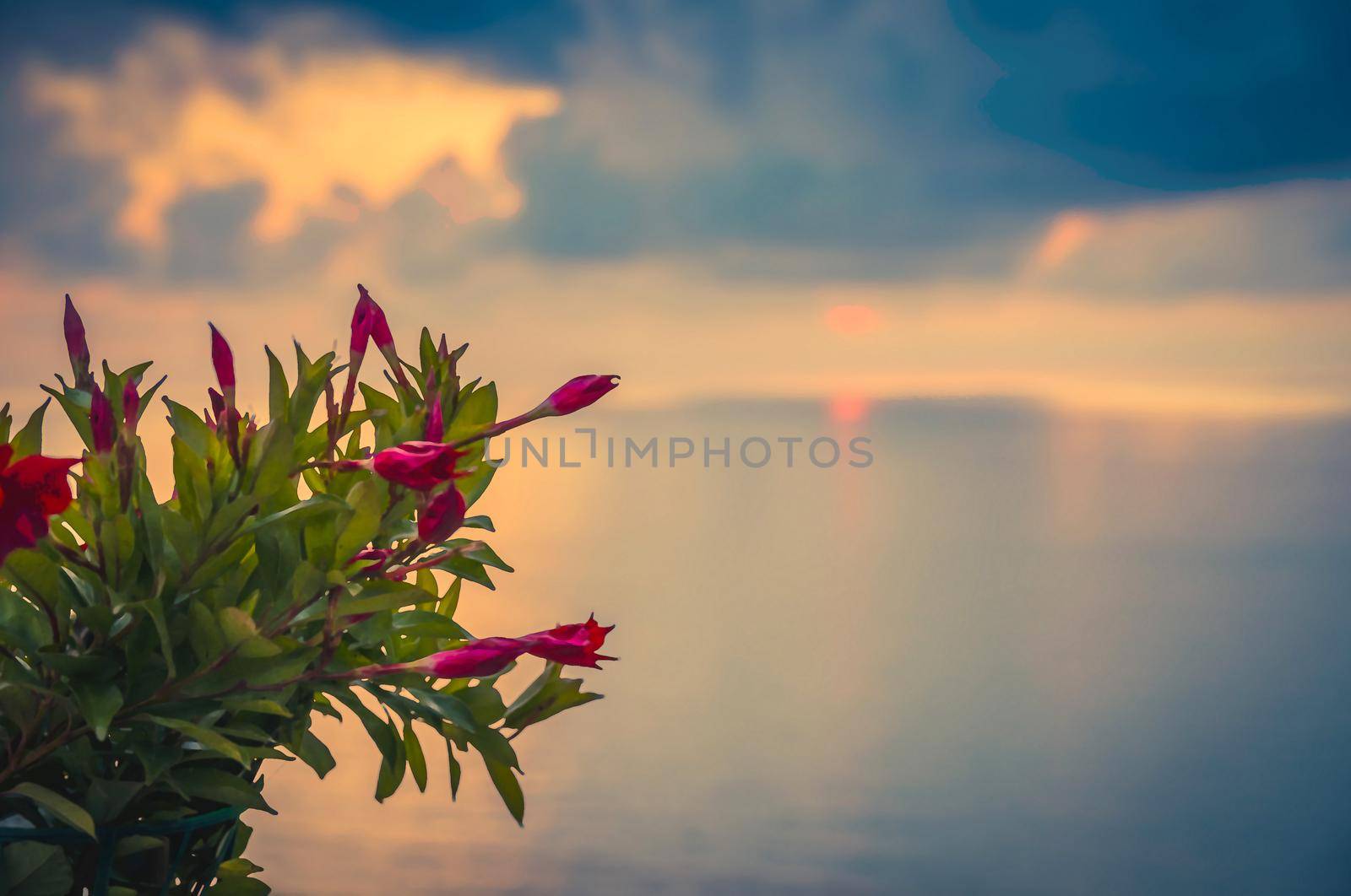 Watercolor drawing of Pink rose red beautiful bush of flowers in foreground of aerial view amazing sea sunset, twilight, seascape and endless horizon, Tropea, Calabria, Southern Italy