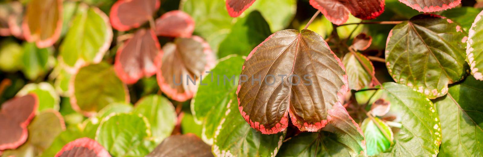 Closeup red autum leaf of iresine diffusa ,bloodleaf, herbstii plants with blurred background