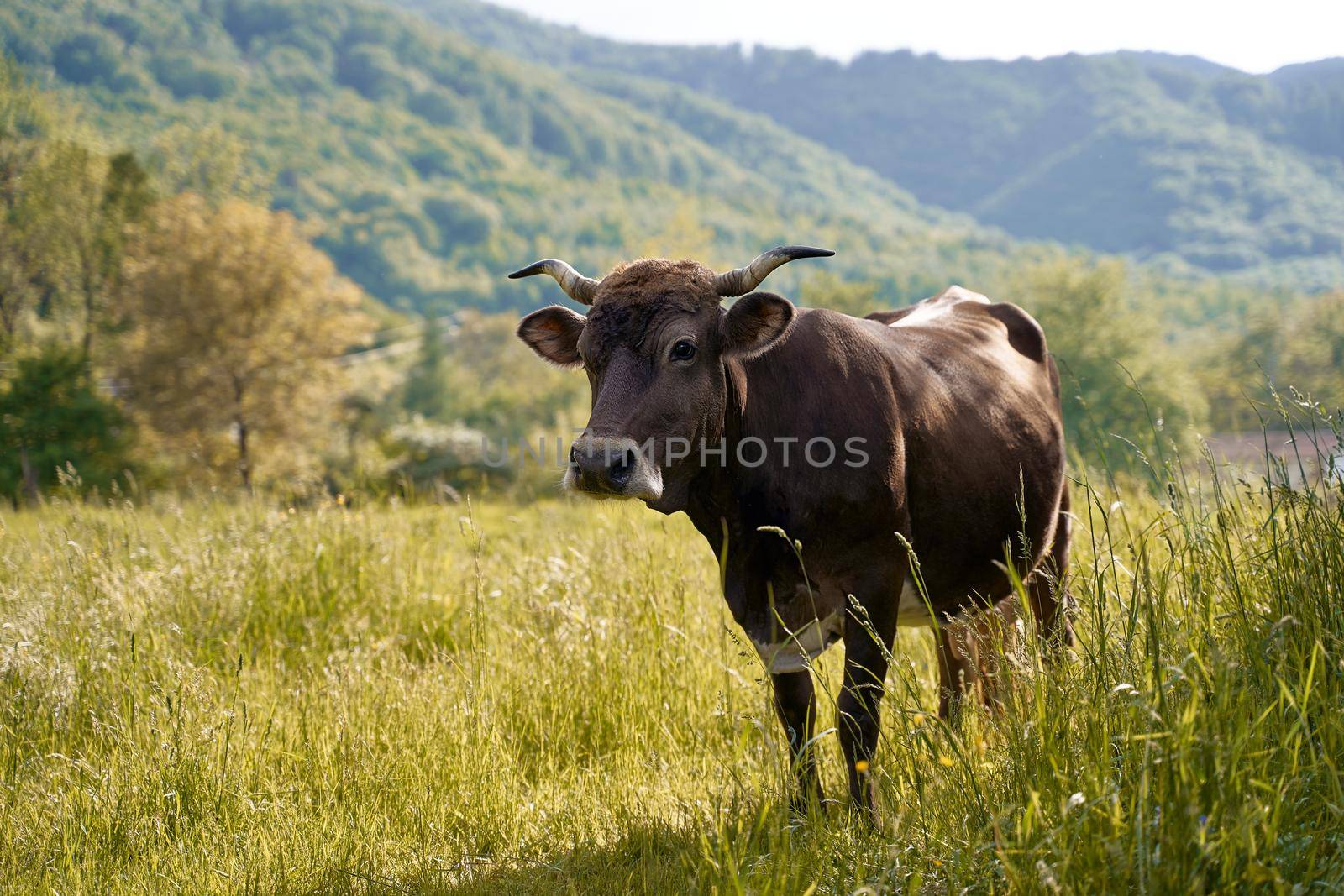 Young brown cow on a pasture at organic farm in the mountains