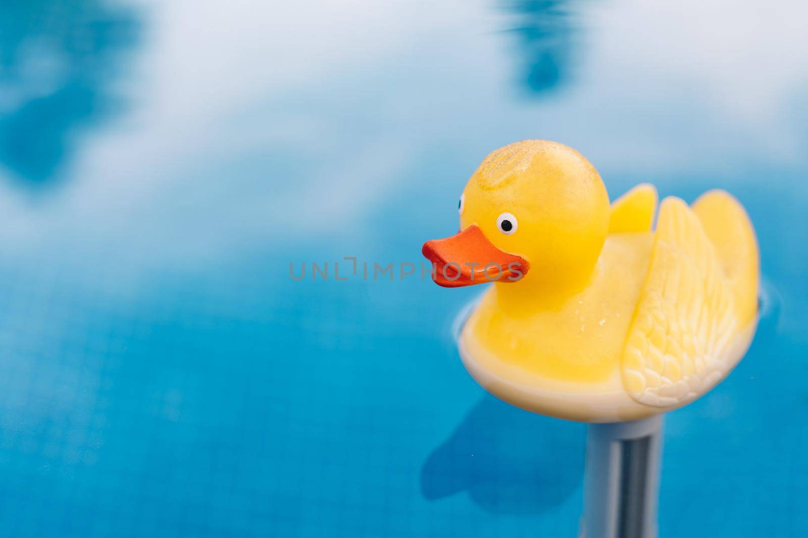 swimming pool water texture. Pool background with rubber duck floating. Yellow toy duck in the water. Natural light outside. Sunny day.