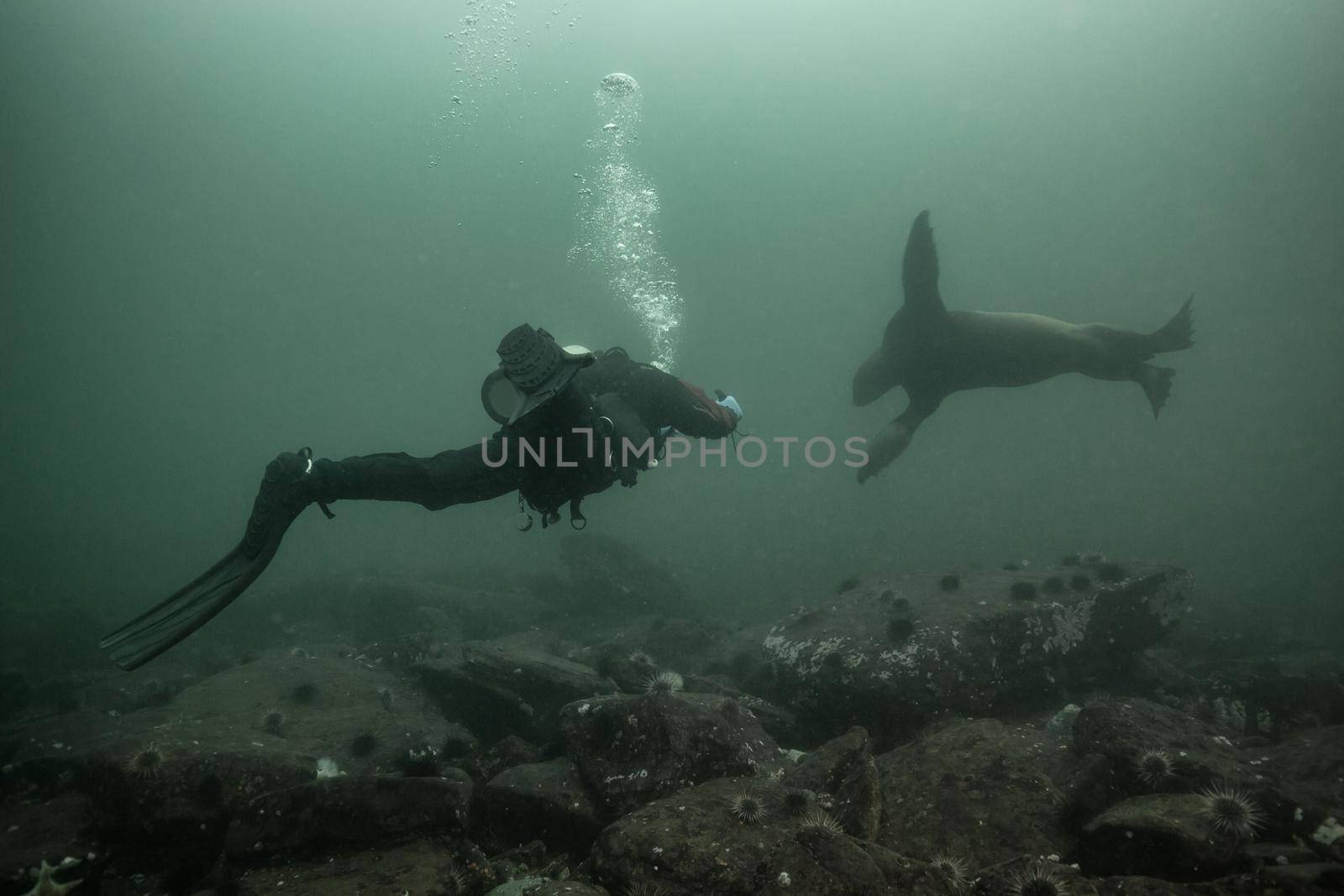 Scuba diver making contact with a Sea Lion underwater. Picture taken in Hornby Island, British Columbia, Canada.