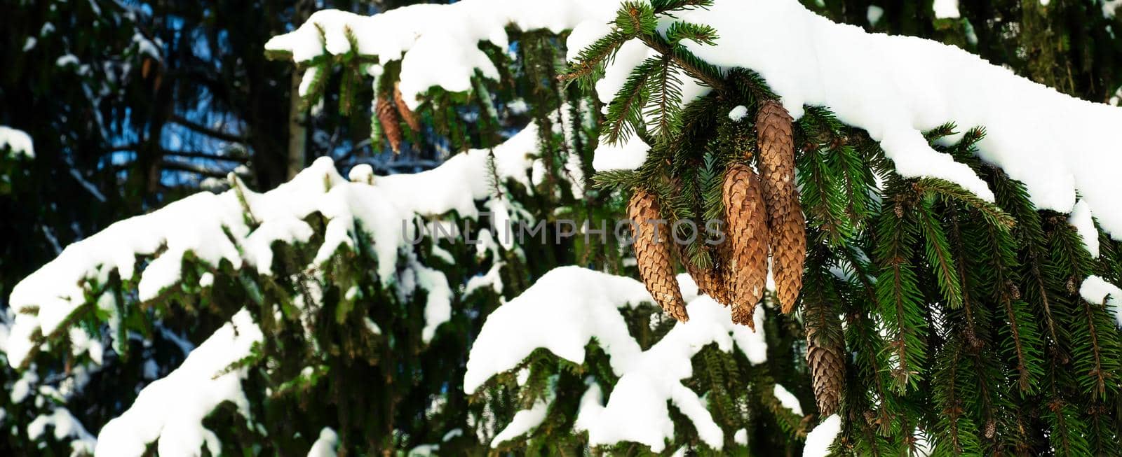 A spruce branch with green needles with cones covered with snow in winter against a blue sky. Christmas composition snow-covered fir branch in the forest