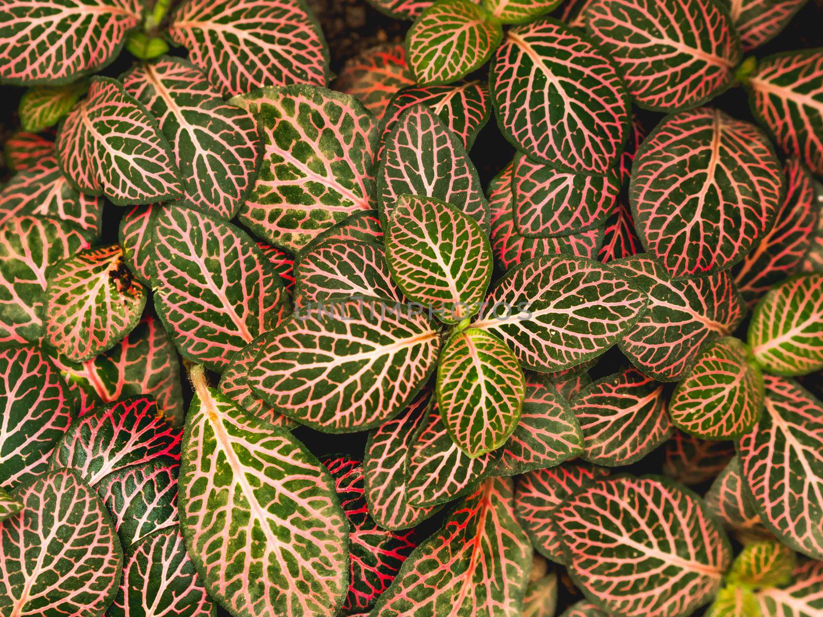 Full frame of Fittonia or nerve plant. natural background of plant with colorful leaves.