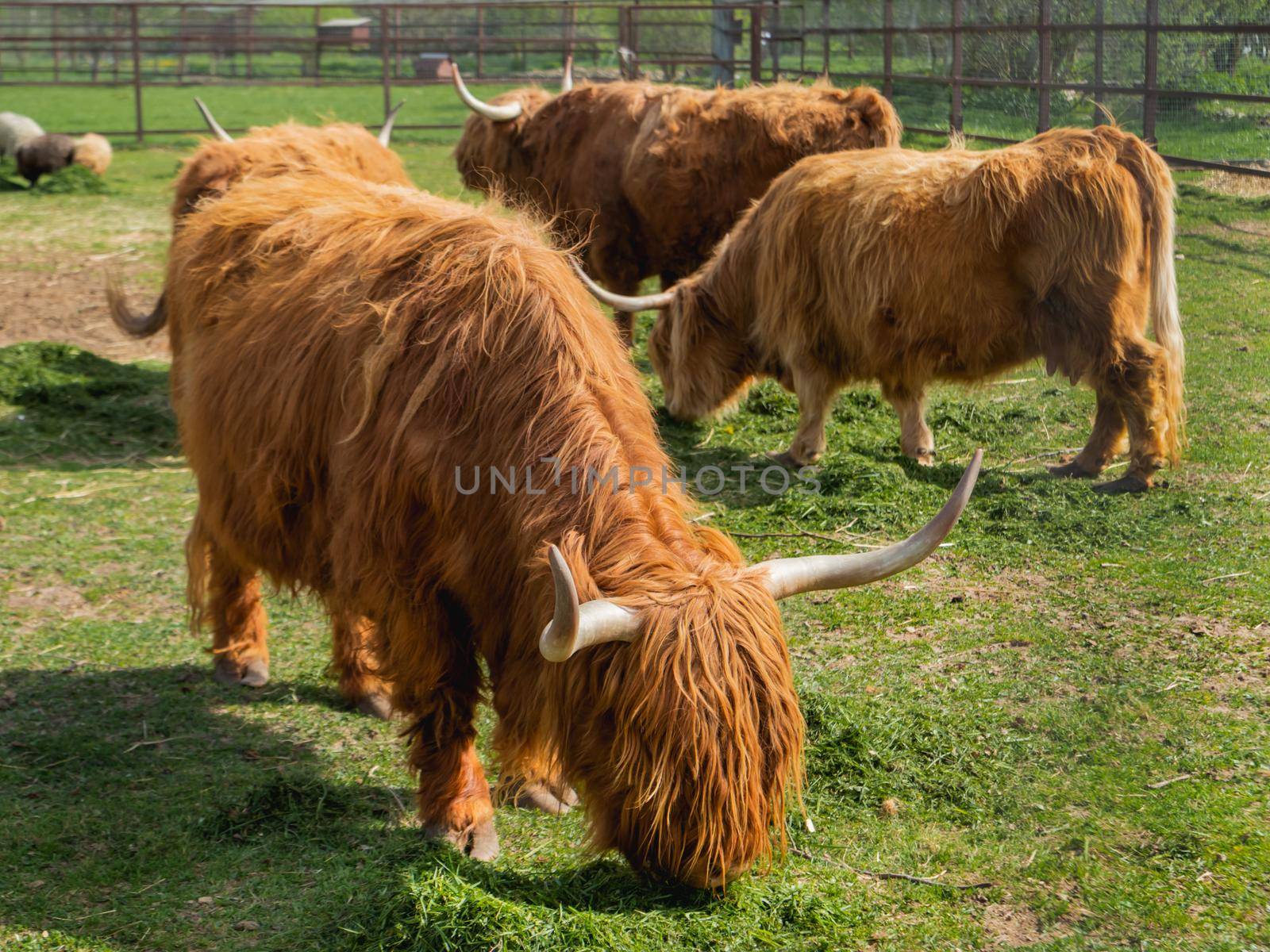 Highland Scottish breed of rustic cattle. Furry cows eat fresh grass in paddock. by aksenovko