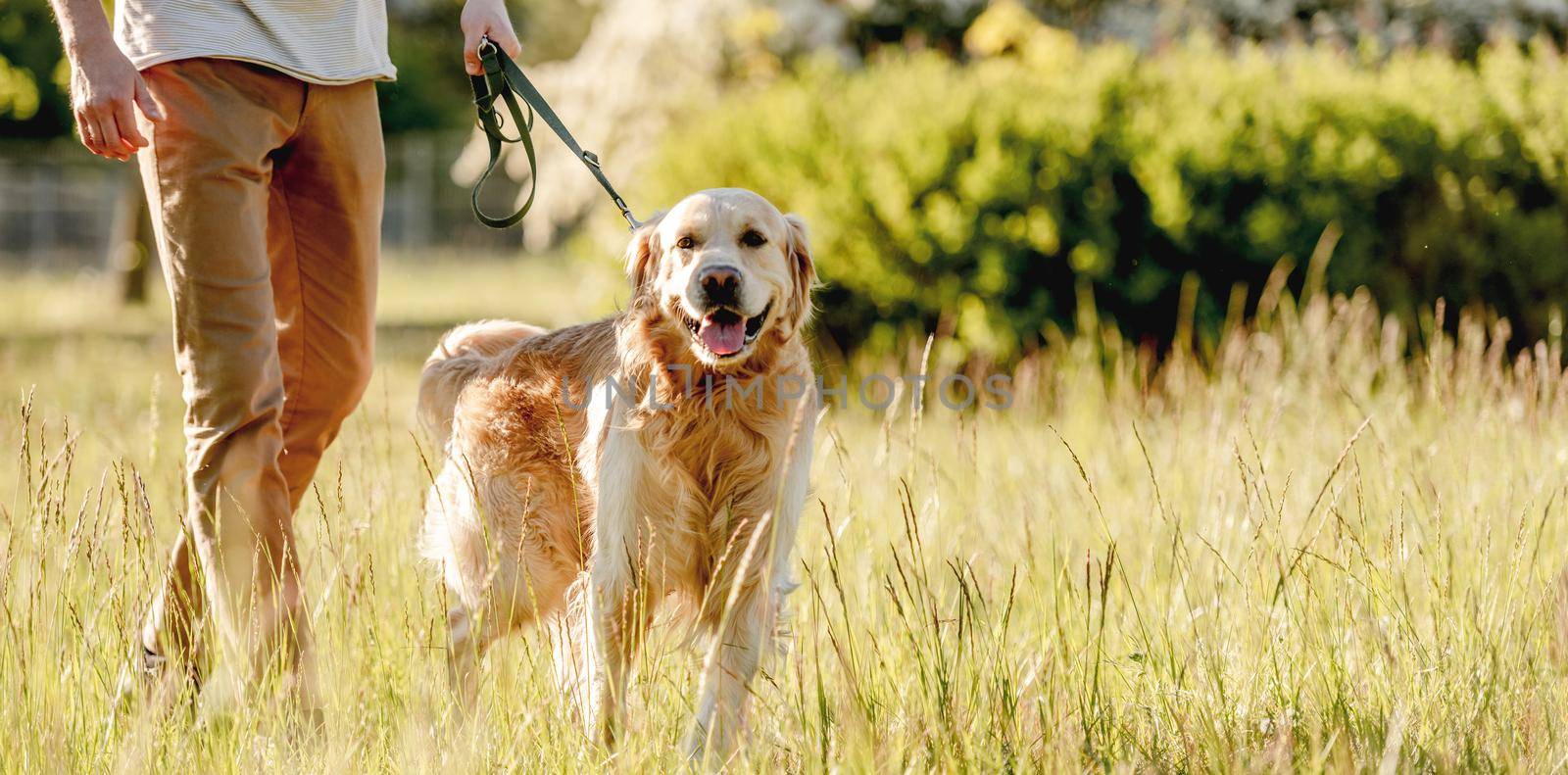 Man walking golden retriever in nature by tan4ikk1