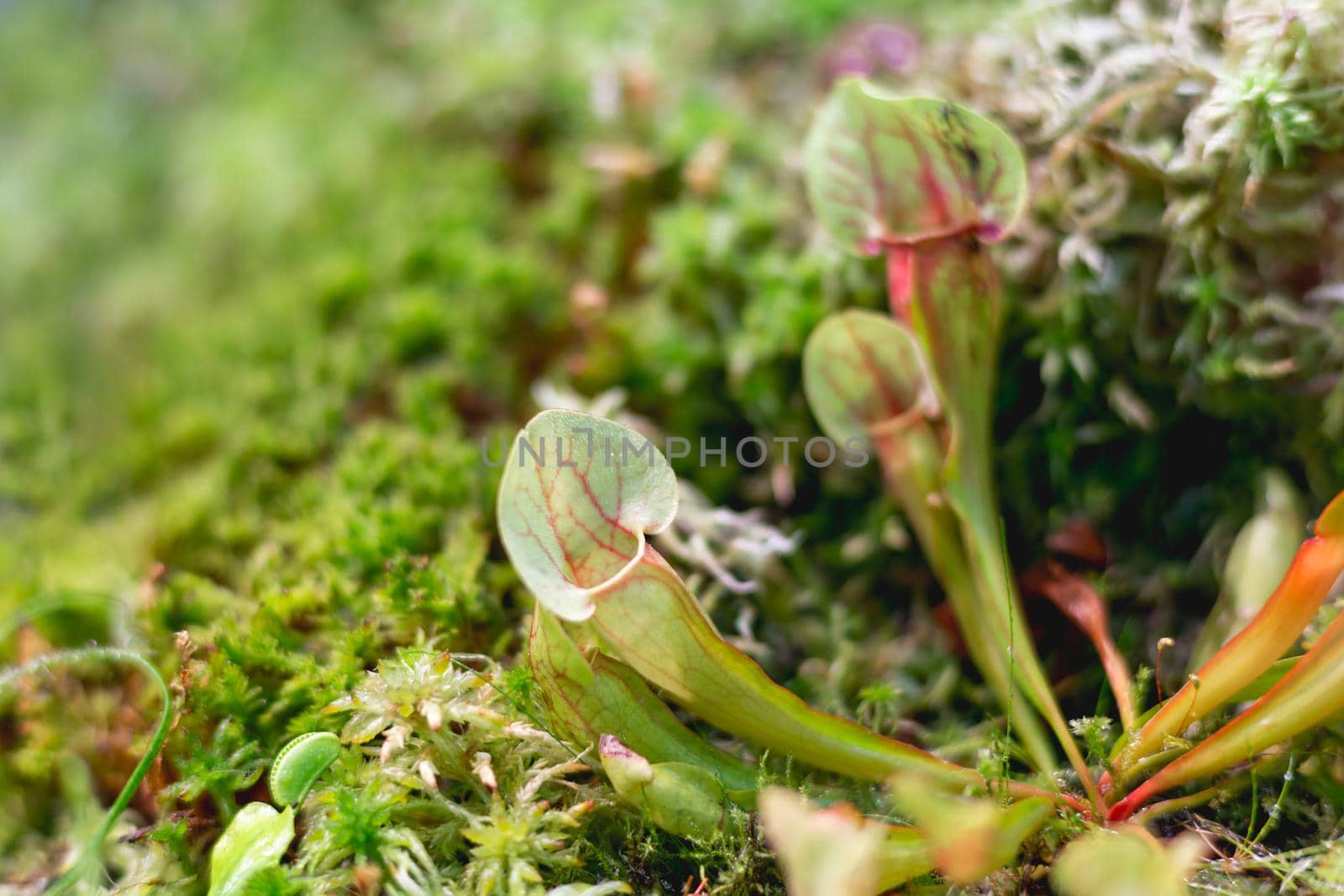 Sarracenia oreophila, also known as green pitcherplant. Close up photo of carnivorous plant. by aksenovko