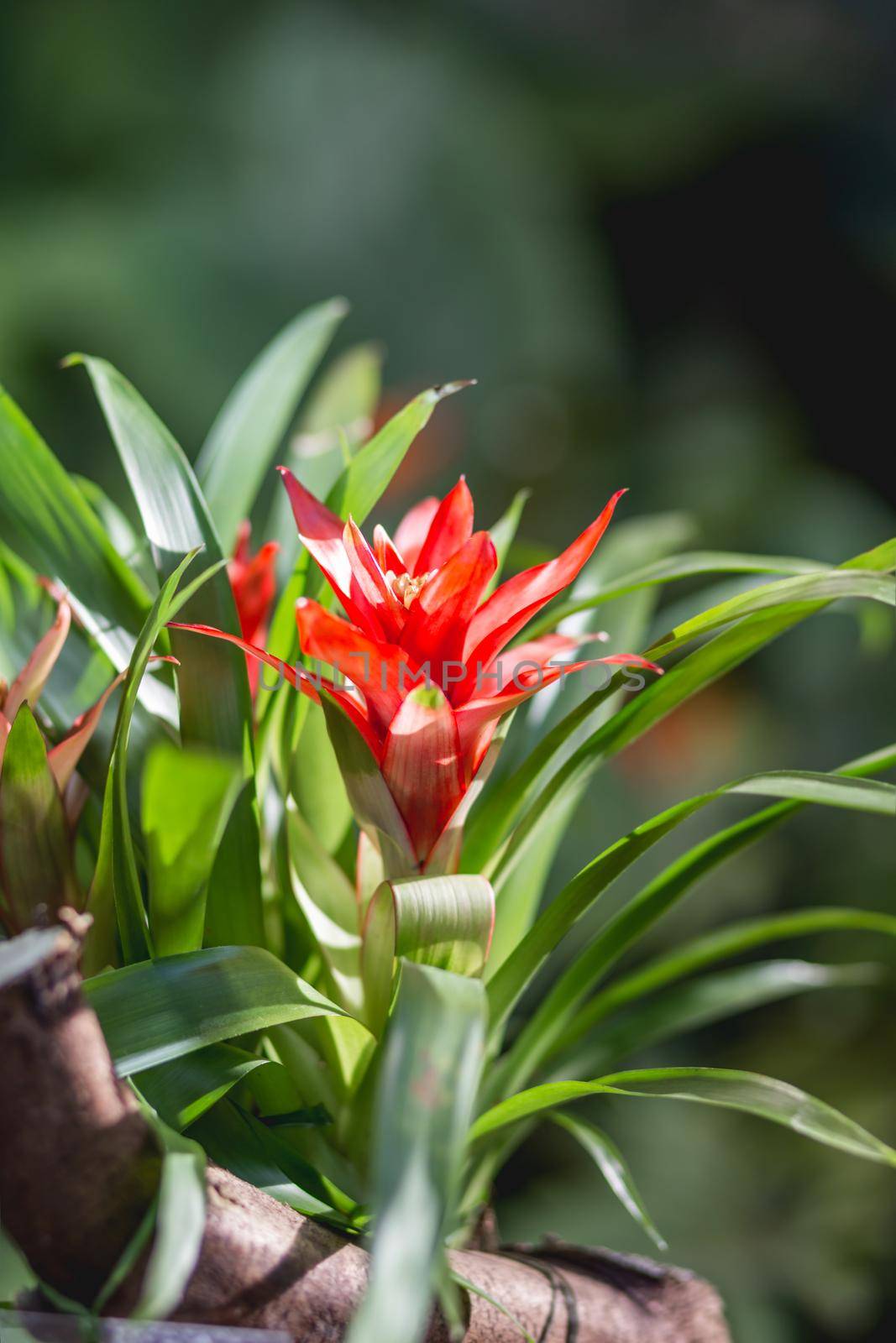 Guzmania or tufted airplant. Bright and colorful flower in bloom. by aksenovko