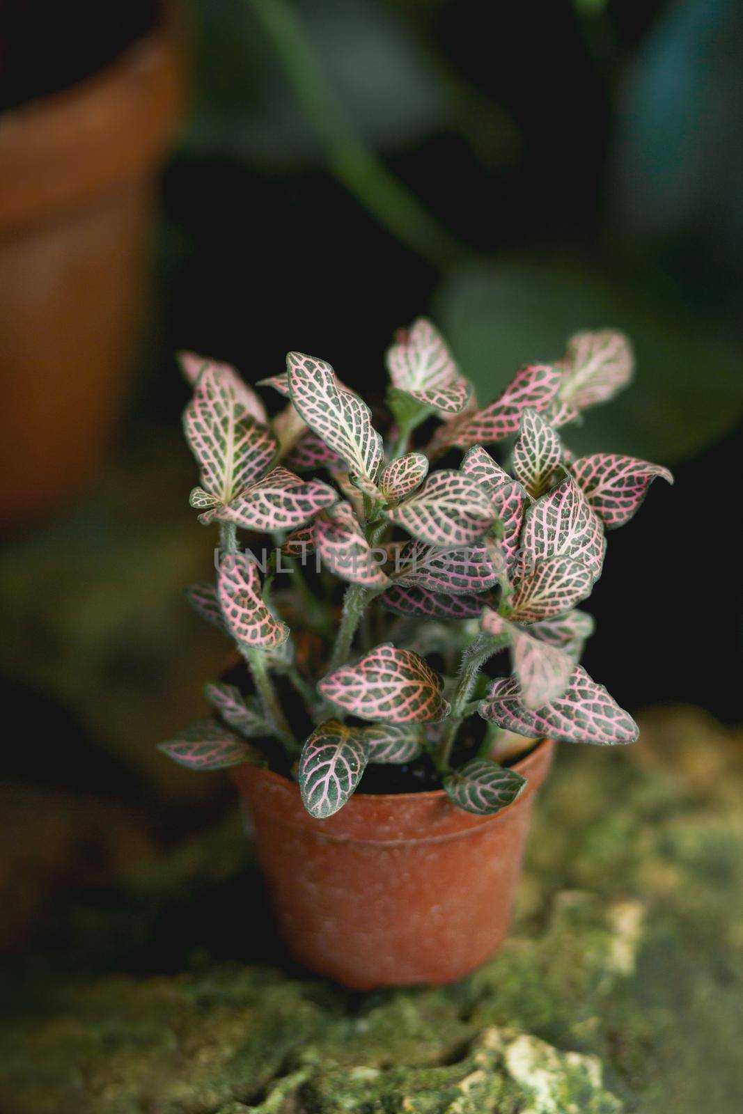 Fittonia or nerve plant in clay pot. Plant with colorful leaves.