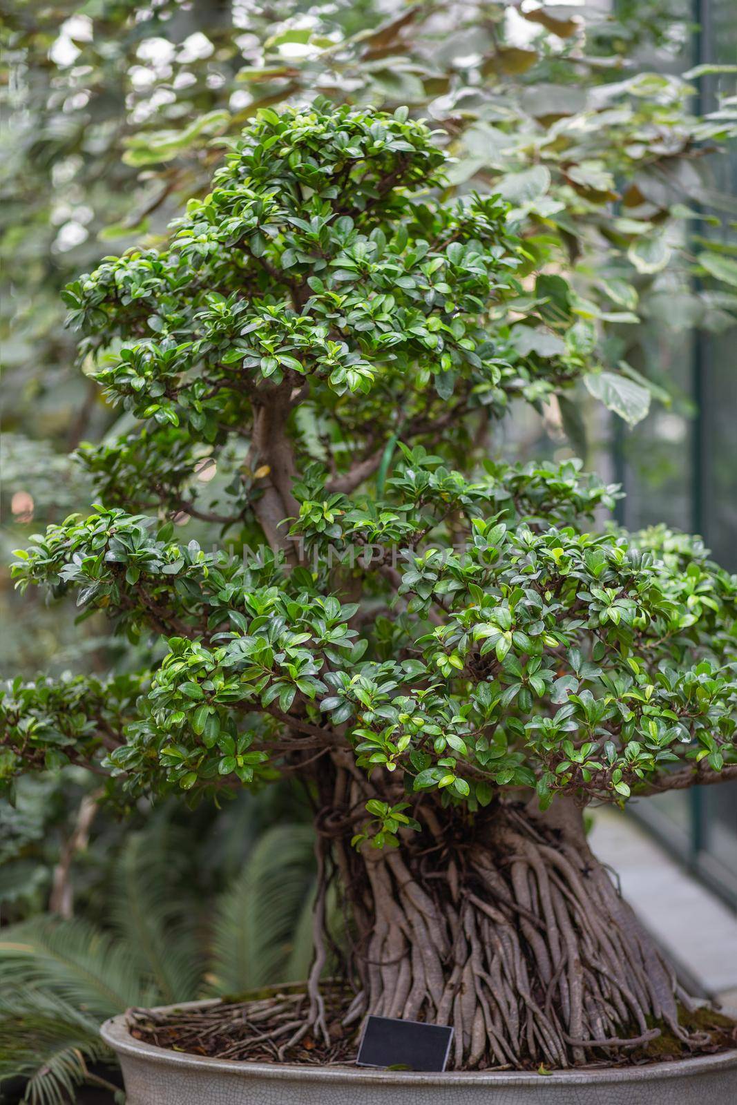 Ficus which looks like bonsai tree. Growing exotic plants as botanical hobby.