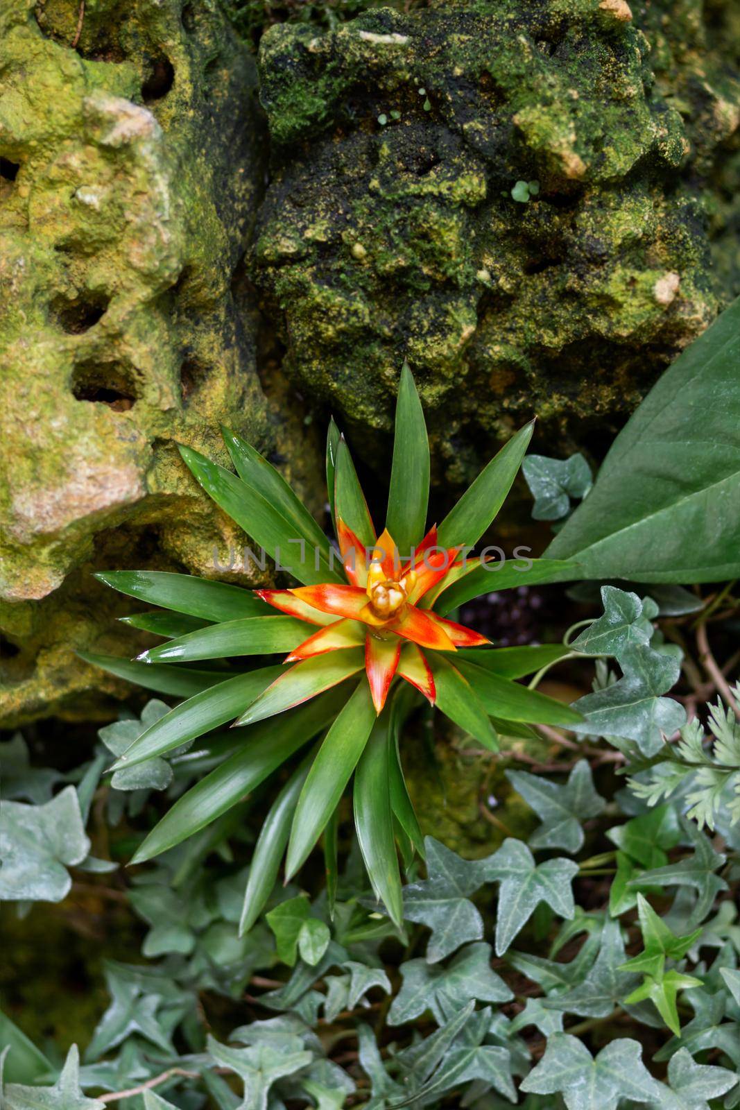 Guzmania or tufted airplant. Bright and colorful flower in bloom.