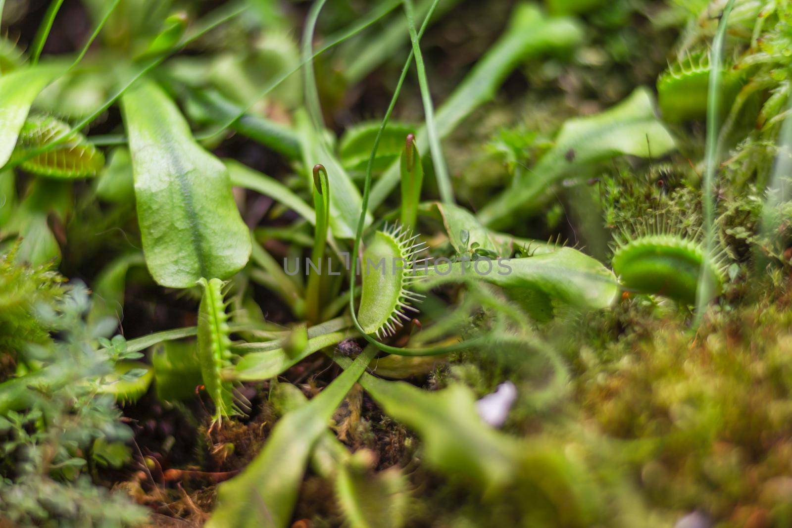 Venus flytrap or Dionaea muscipula, close up photo of carnivorous plant. by aksenovko