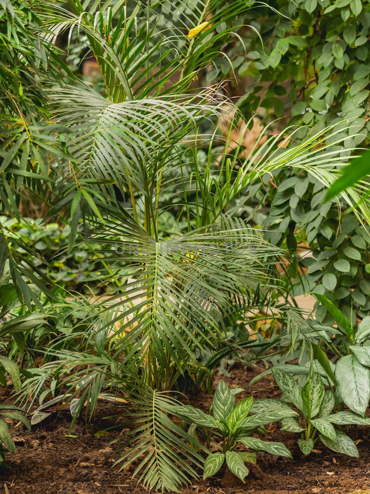 Tropical plants in greenhouse. Lianas and palm tree branches with green leaves in glasshouse.