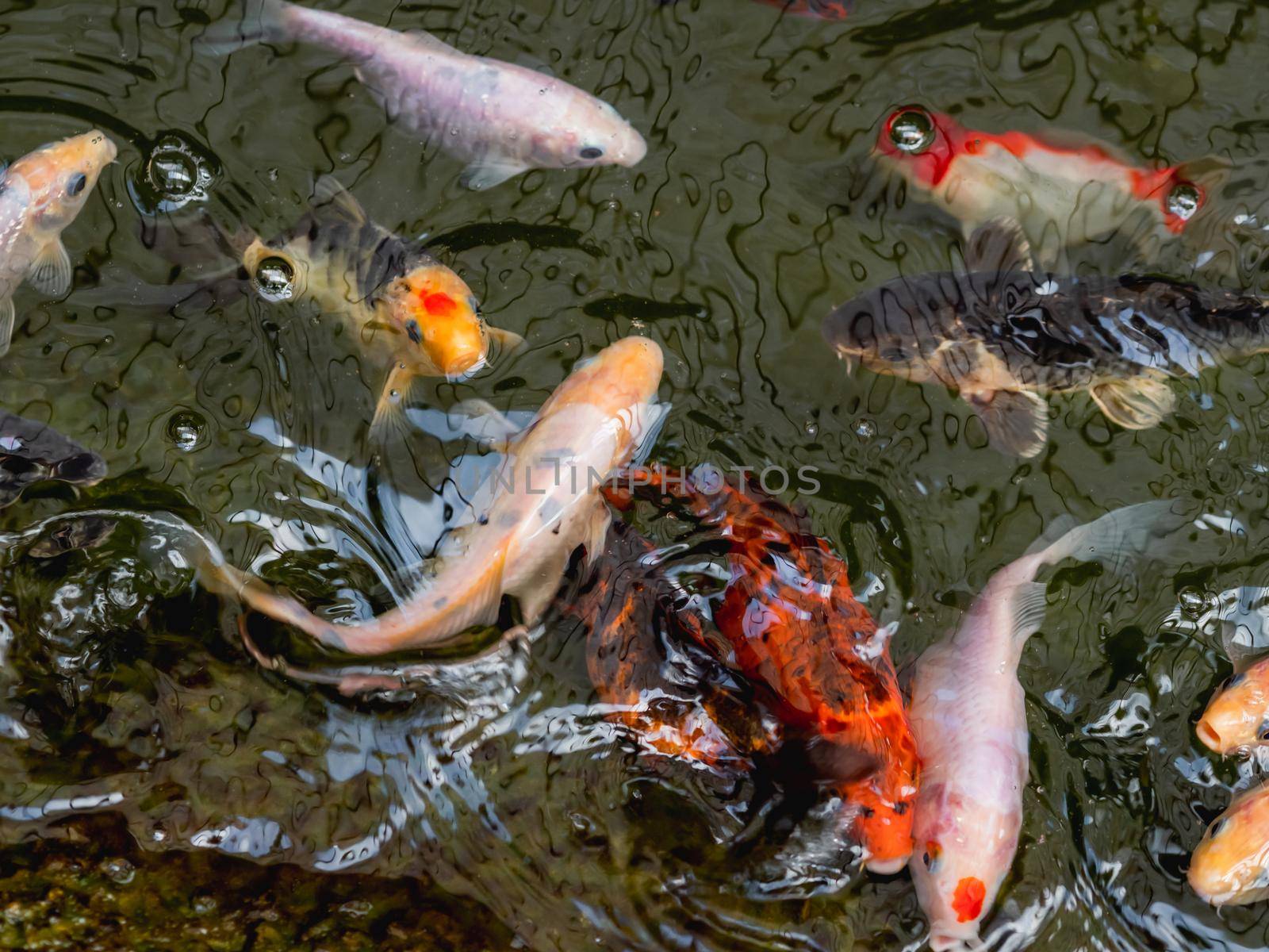 Amur carp or Cyprinus rubrofuscus, usually called Koi or nishikigoi. Colorful decorative fishes in water. by aksenovko
