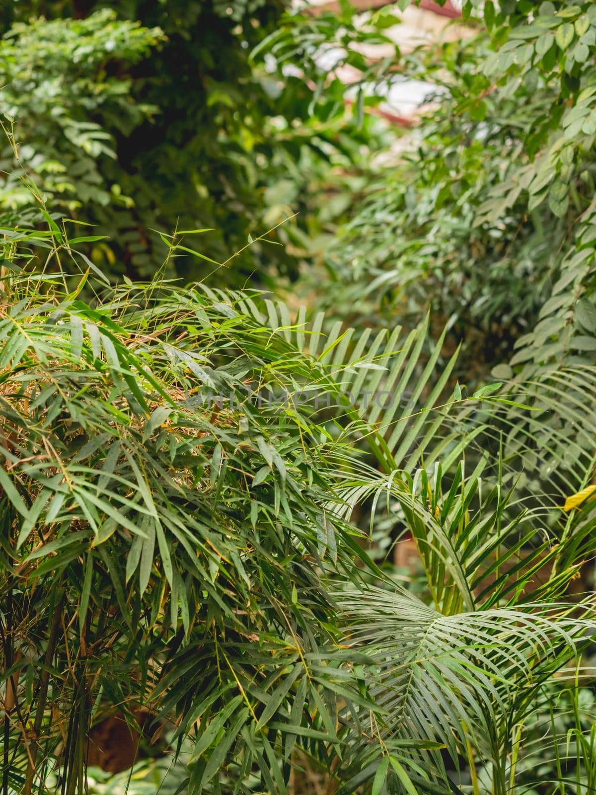 Tropical plants in greenhouse. Lianas and palm tree branches with green leaves in glasshouse. by aksenovko