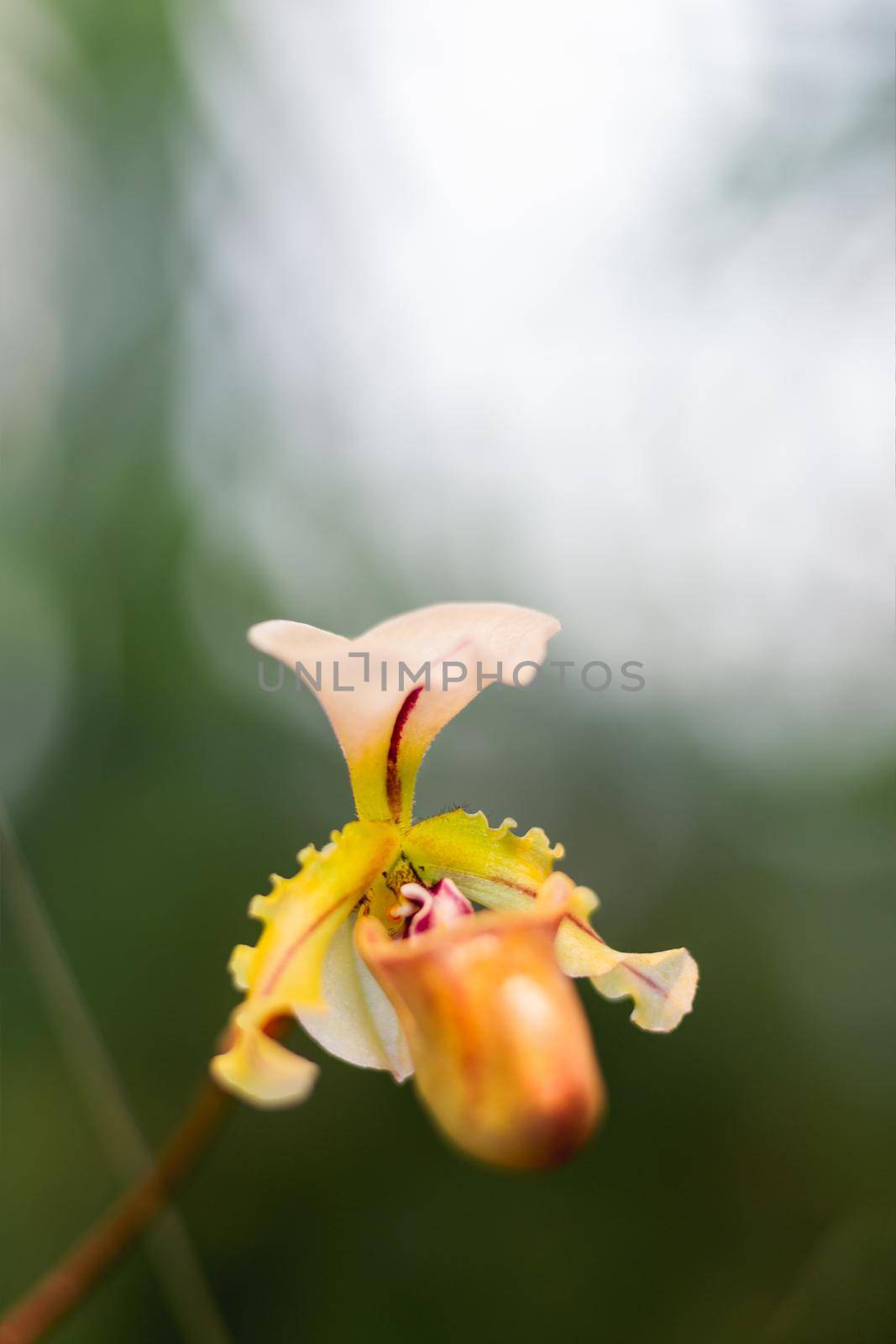 Paphiopedilum Lathamianum or Venus slipper. Graceful orchid in bloom. by aksenovko