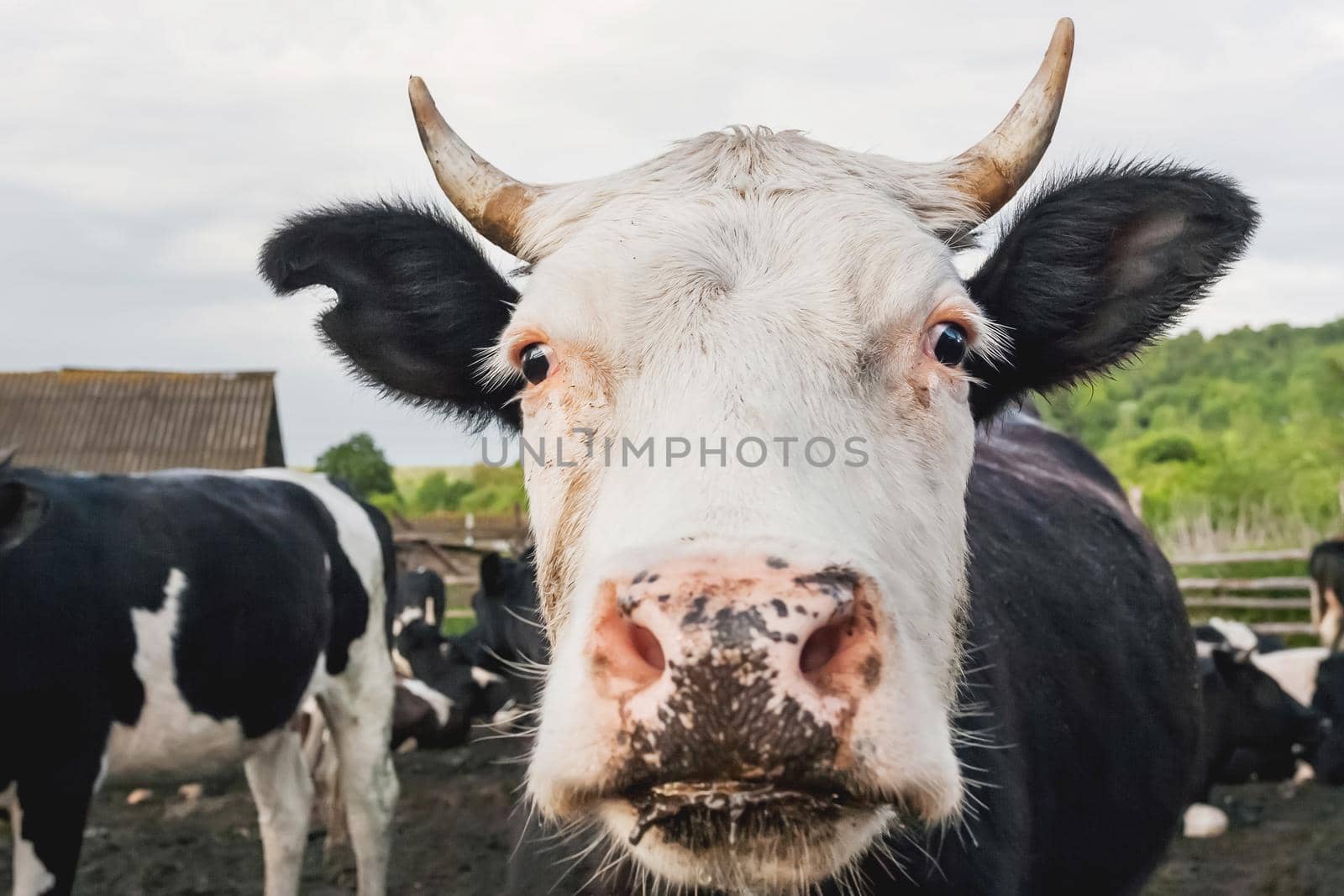 Close up portrait of curious cow among herd of cows and bulls. Dairy farm animals are grazing in paddock. Animal husbandry in countryside.