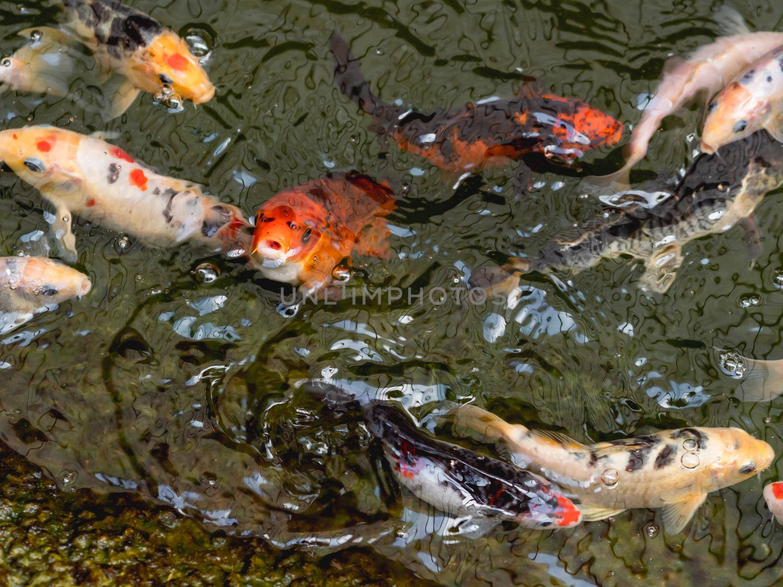 Amur carp or Cyprinus rubrofuscus, usually called Koi or nishikigoi. Colorful decorative fishes in water.